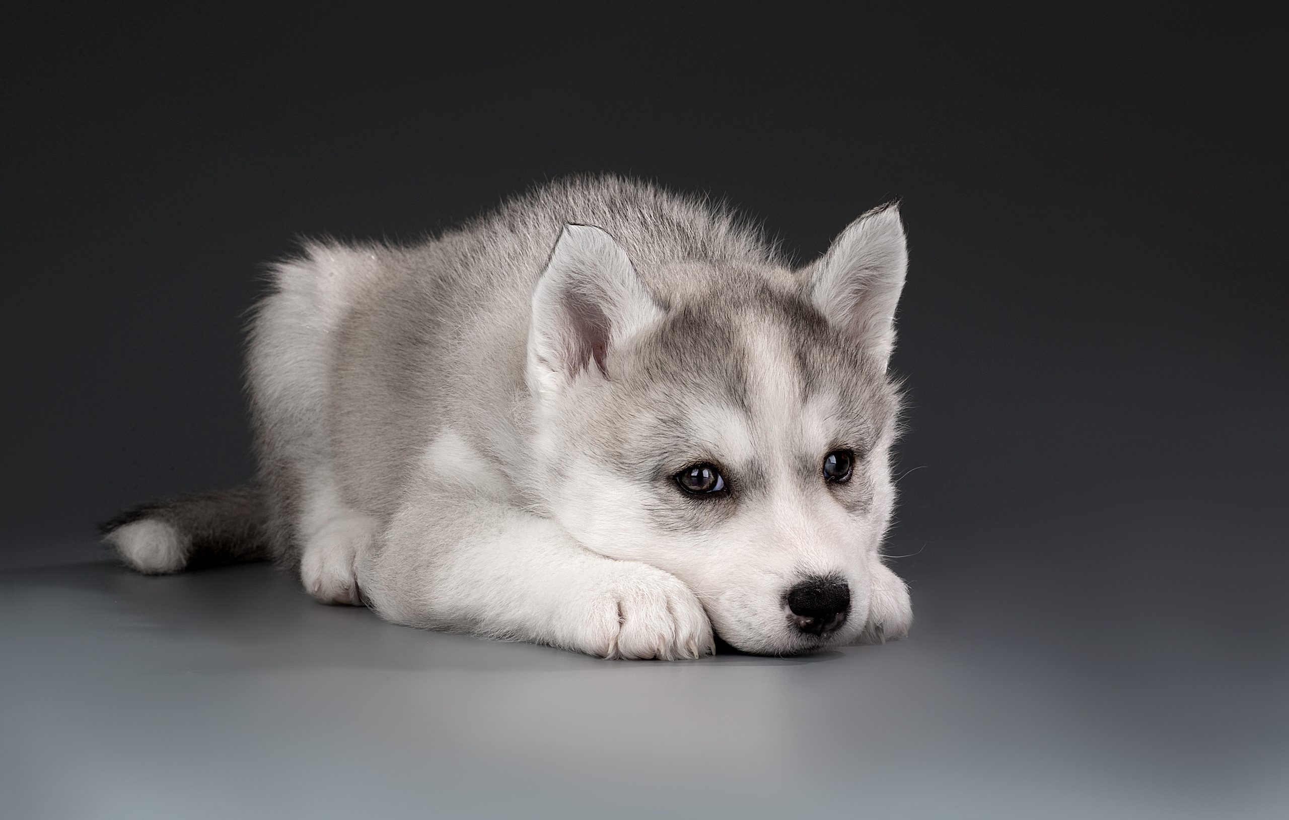 Фотограф анималист в Санкт-Петербурге Светлана Писарева