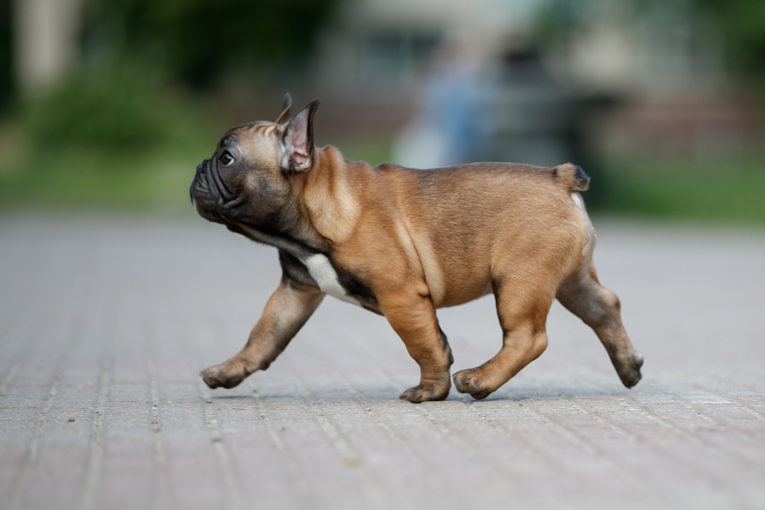 Фотограф анималист в Санкт-Петербурге Светлана Писарева