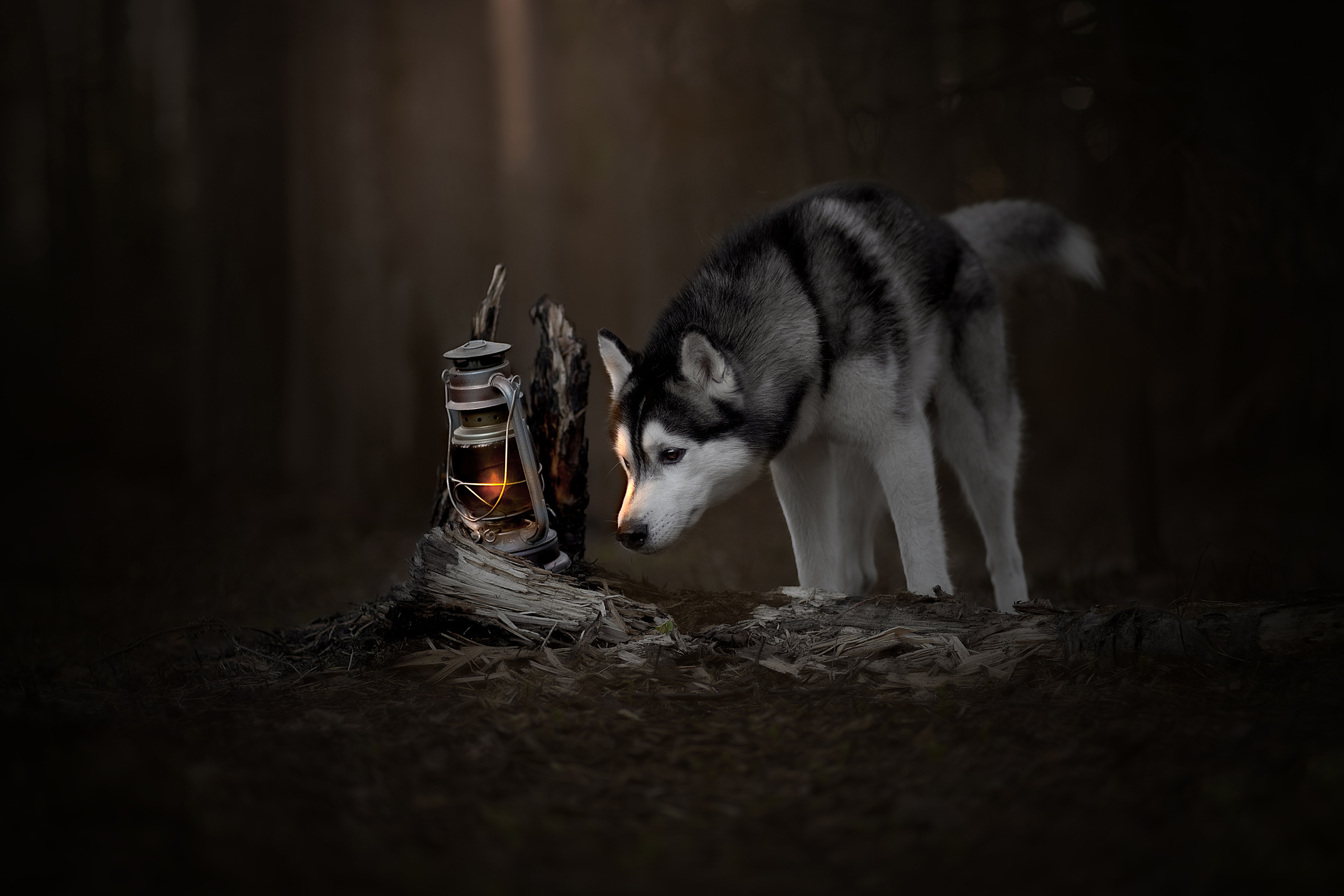 Фотограф анималист в Санкт-Петербурге Светлана Писарева