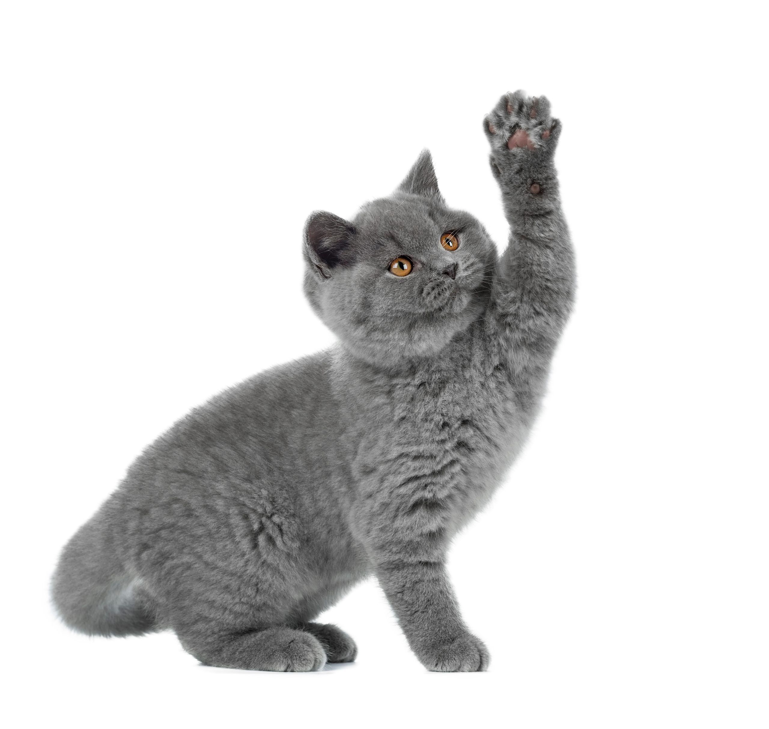 Фотограф анималист в Санкт-Петербурге Светлана Писарева