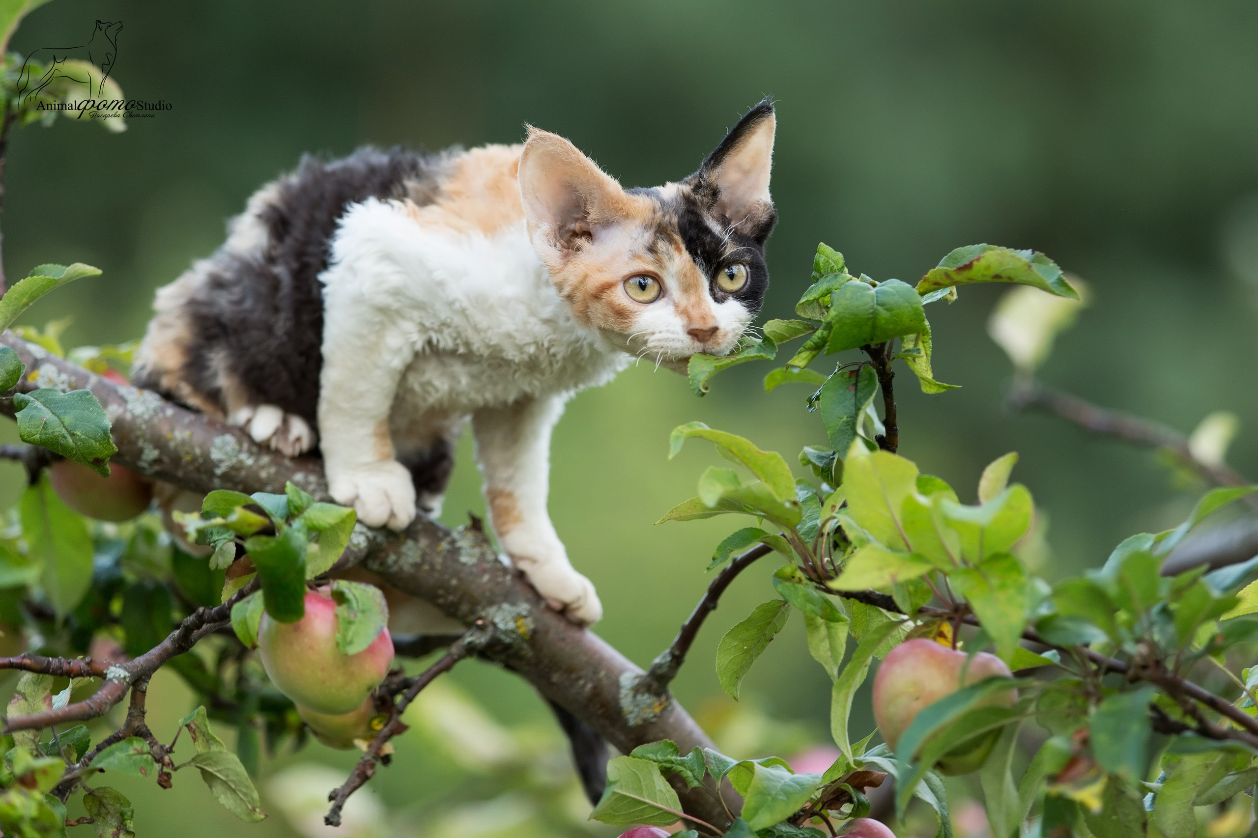 Фотограф анималист в Санкт-Петербурге Светлана Писарева