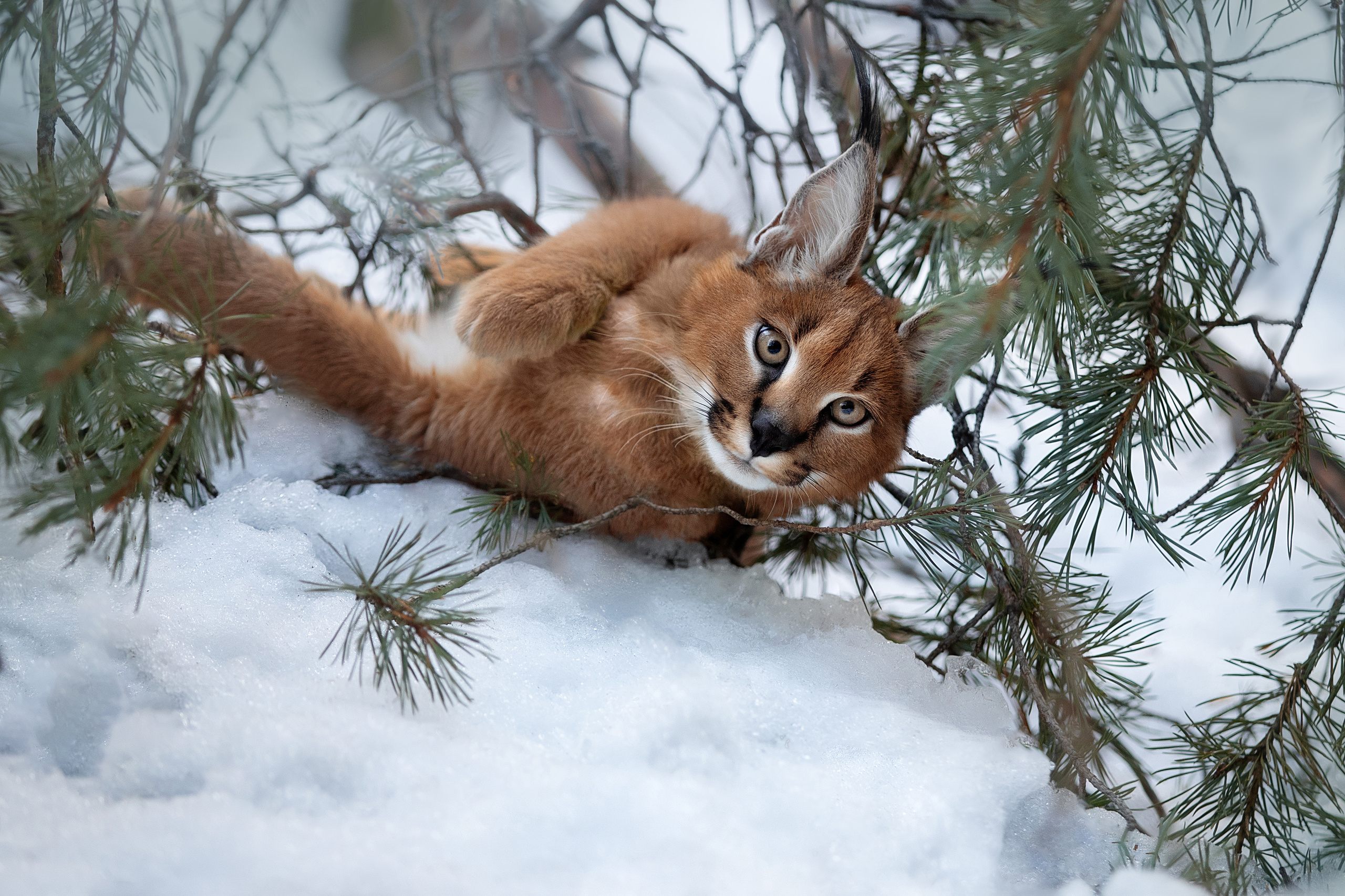 Фотограф анималист в Санкт-Петербурге Светлана Писарева