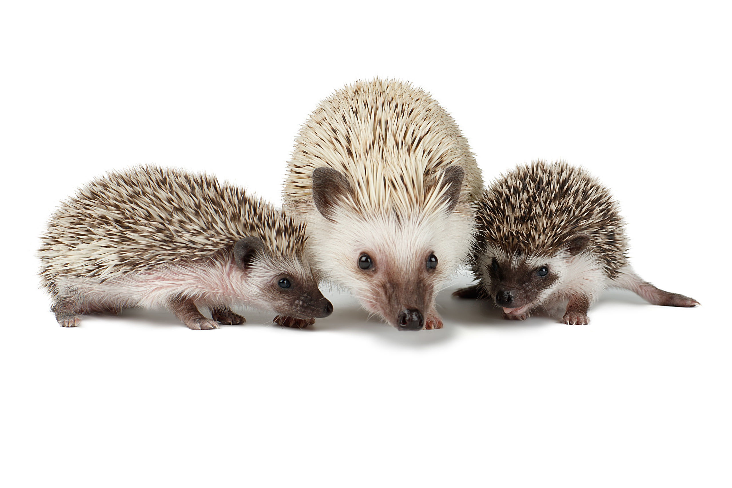 Фотограф анималист в Санкт-Петербурге Светлана Писарева