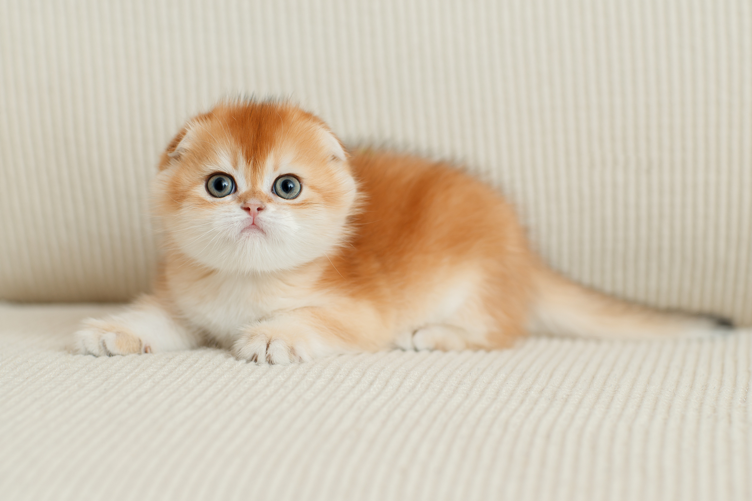 Фотограф анималист в Санкт-Петербурге Светлана Писарева