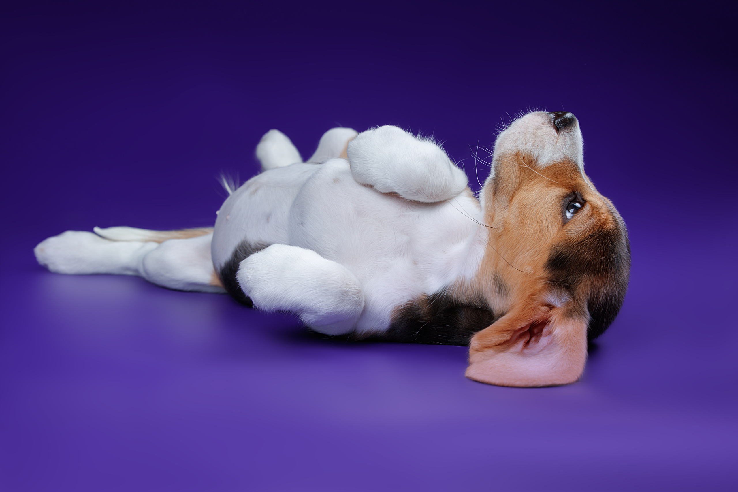 Фотограф анималист в Санкт-Петербурге Светлана Писарева