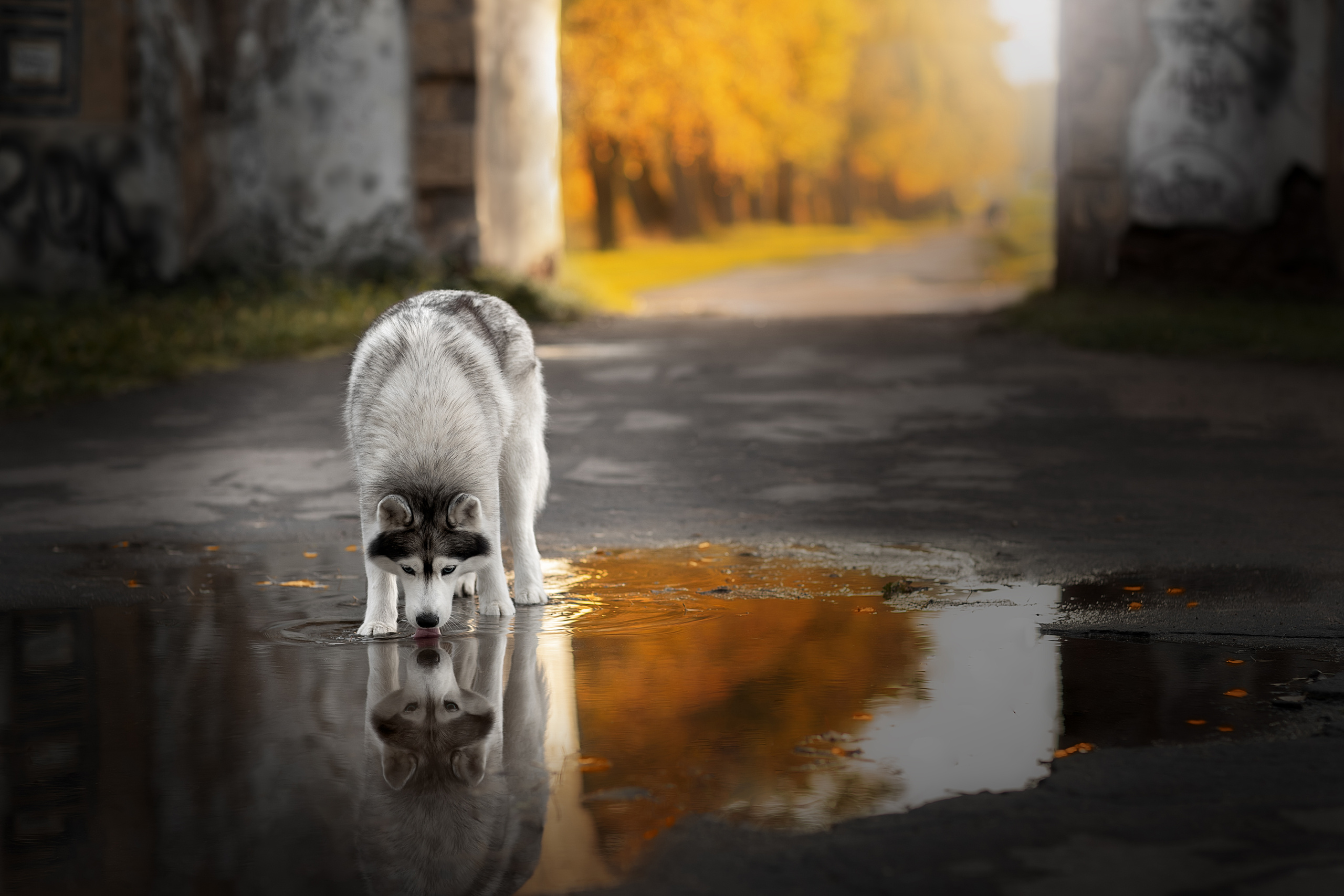 Фотограф анималист в Санкт-Петербурге Светлана Писарева