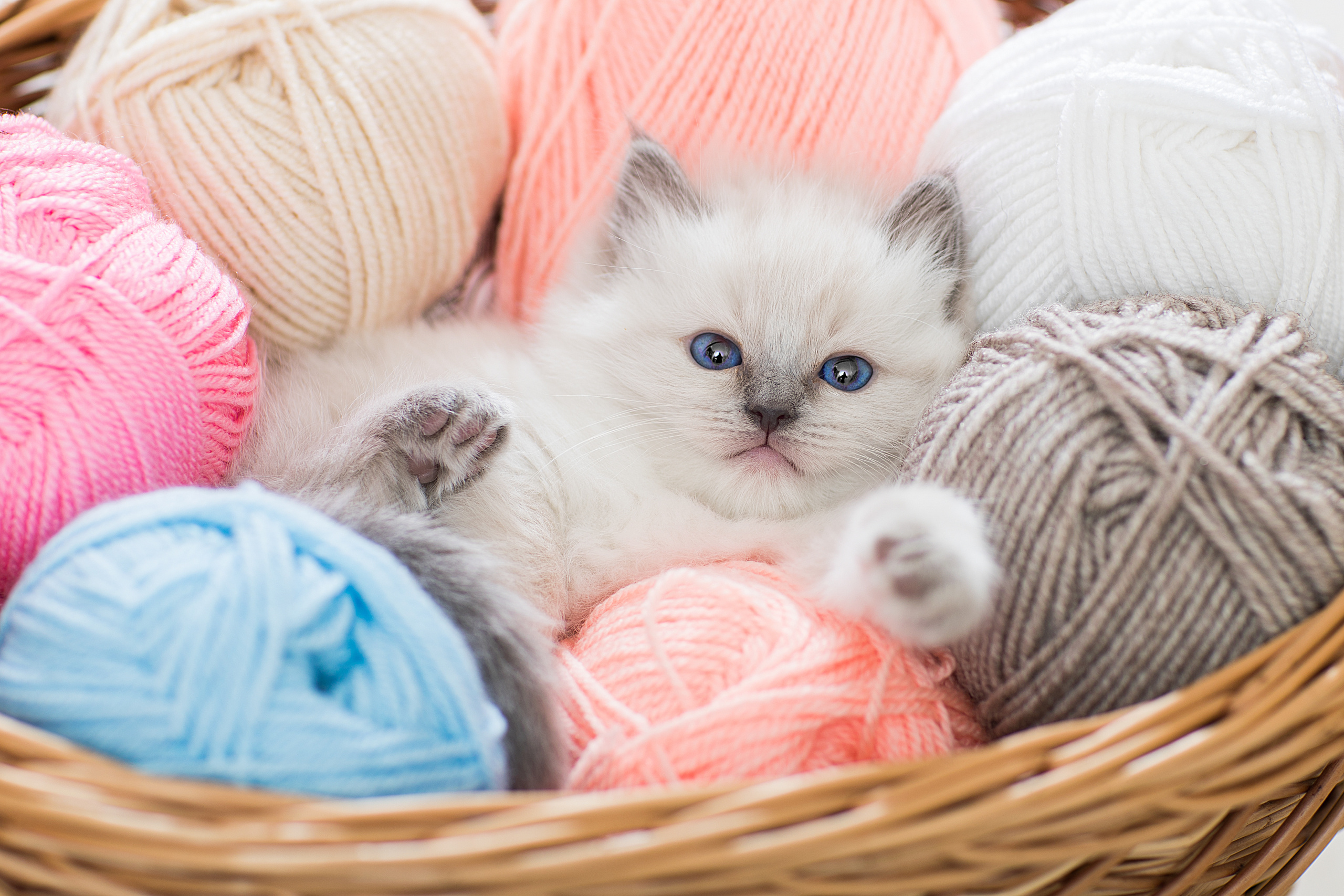 Фотограф анималист в Санкт-Петербурге Светлана Писарева