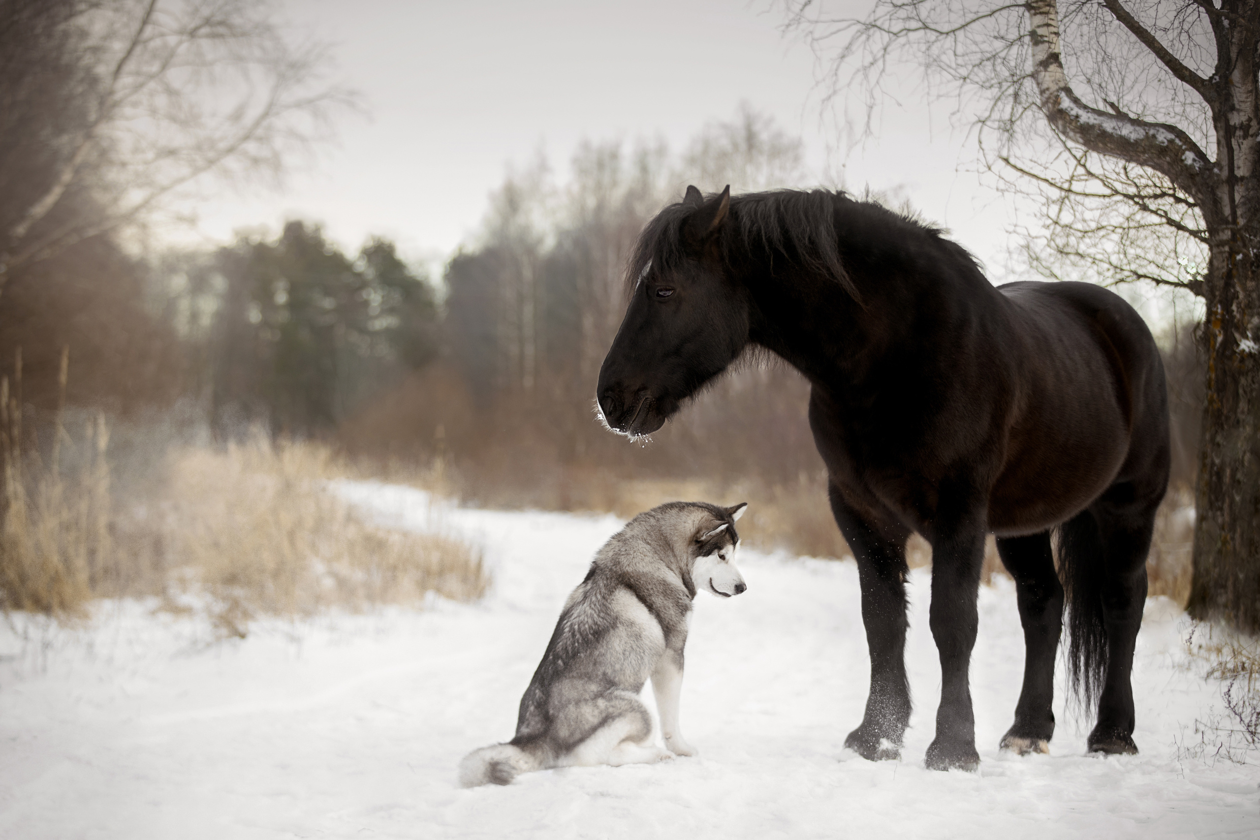 Фотограф анималист в Санкт-Петербурге Светлана Писарева