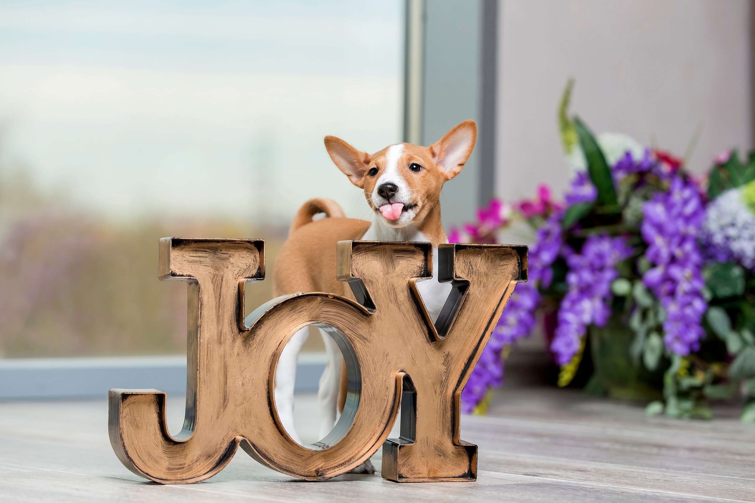 Фотограф анималист в Санкт-Петербурге Светлана Писарева