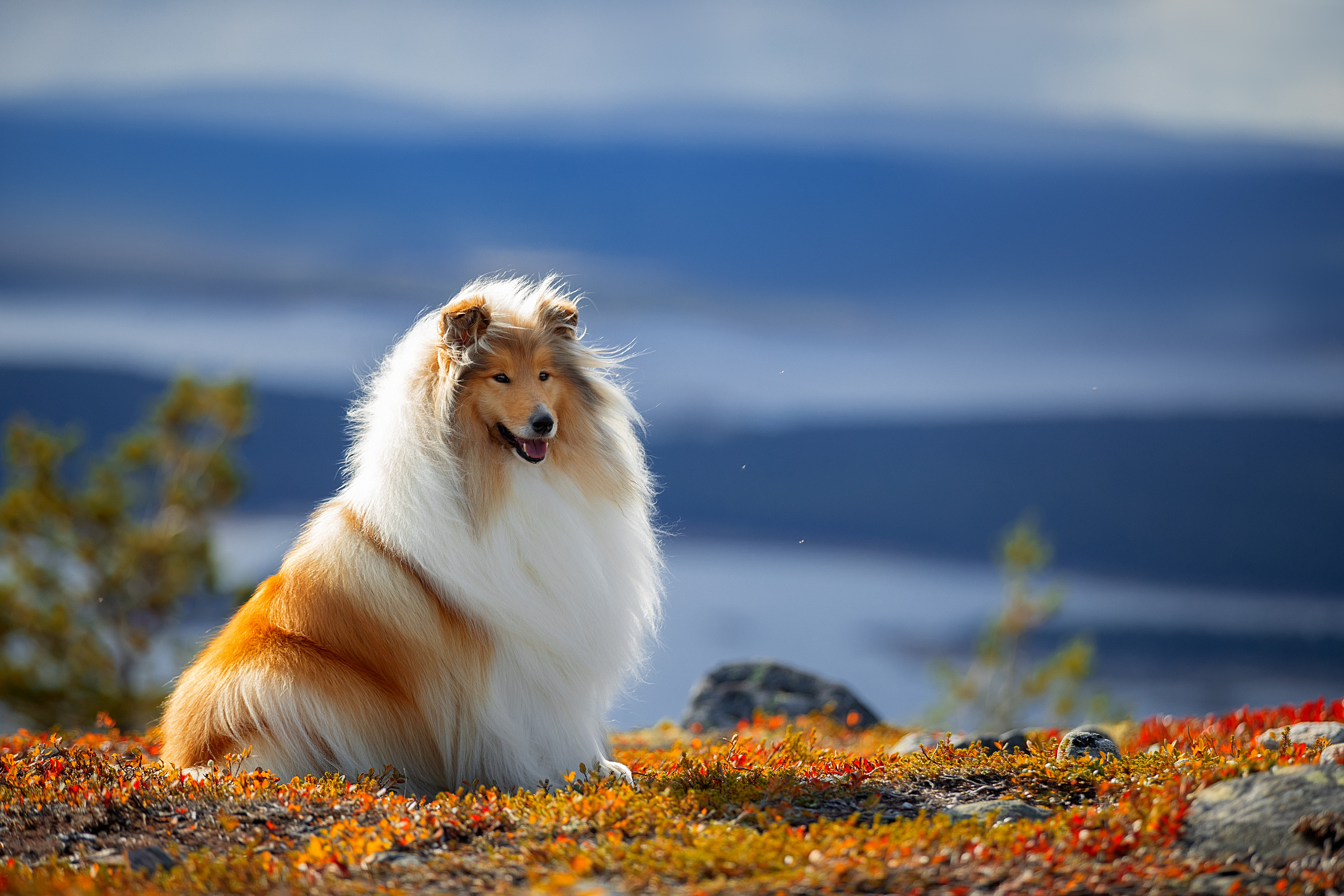 Фотограф анималист в Санкт-Петербурге Светлана Писарева