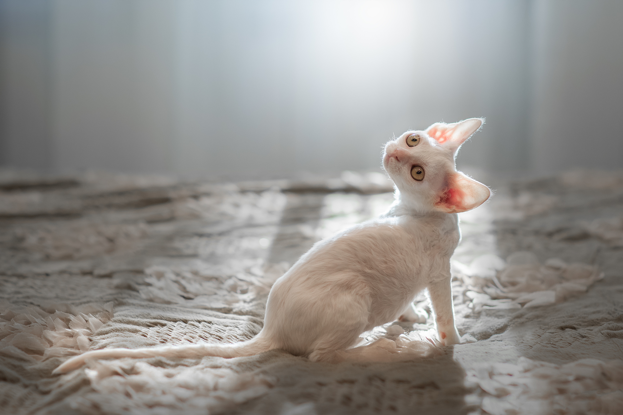 Фотограф анималист в Санкт-Петербурге Светлана Писарева