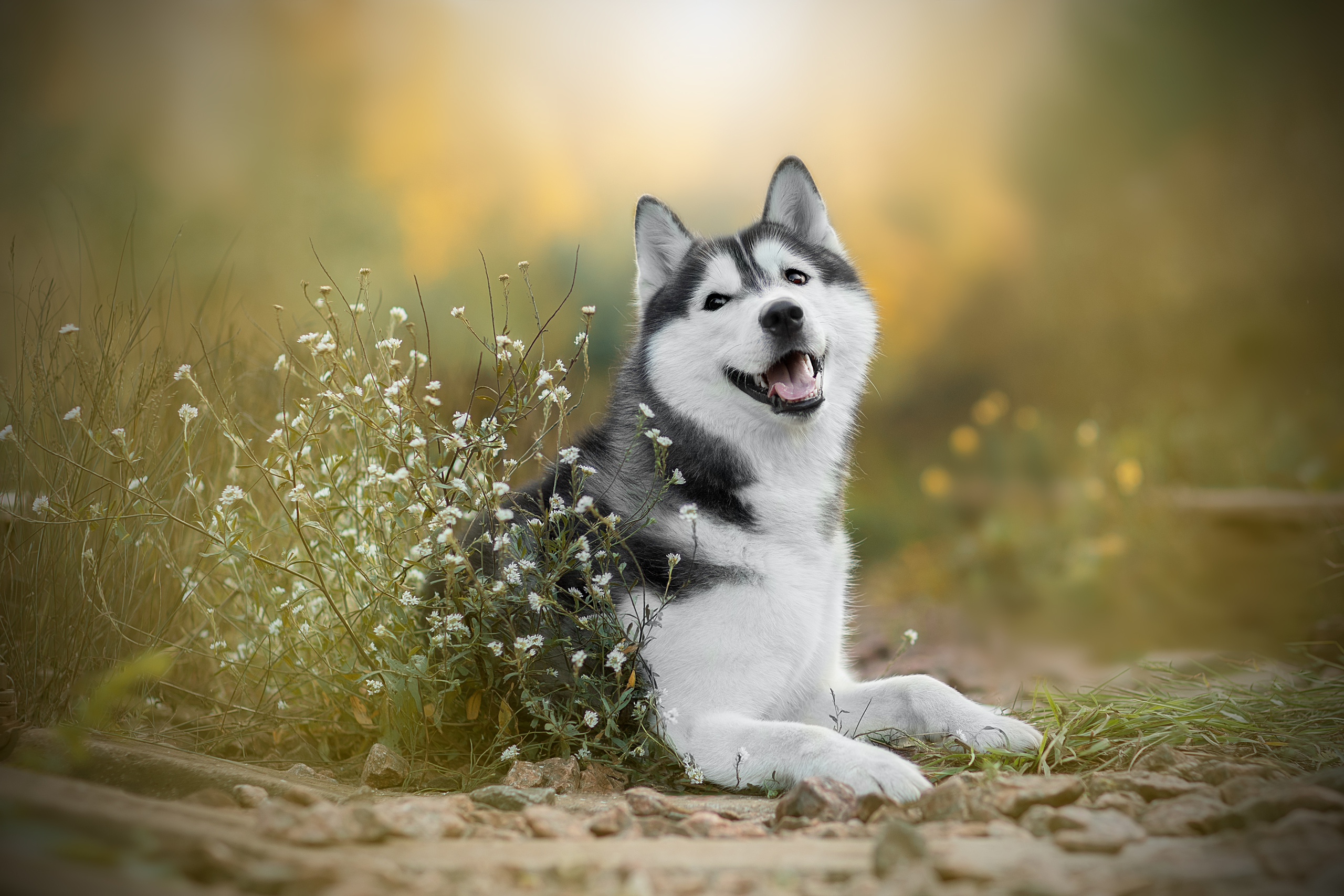 Фотограф анималист в Санкт-Петербурге Светлана Писарева