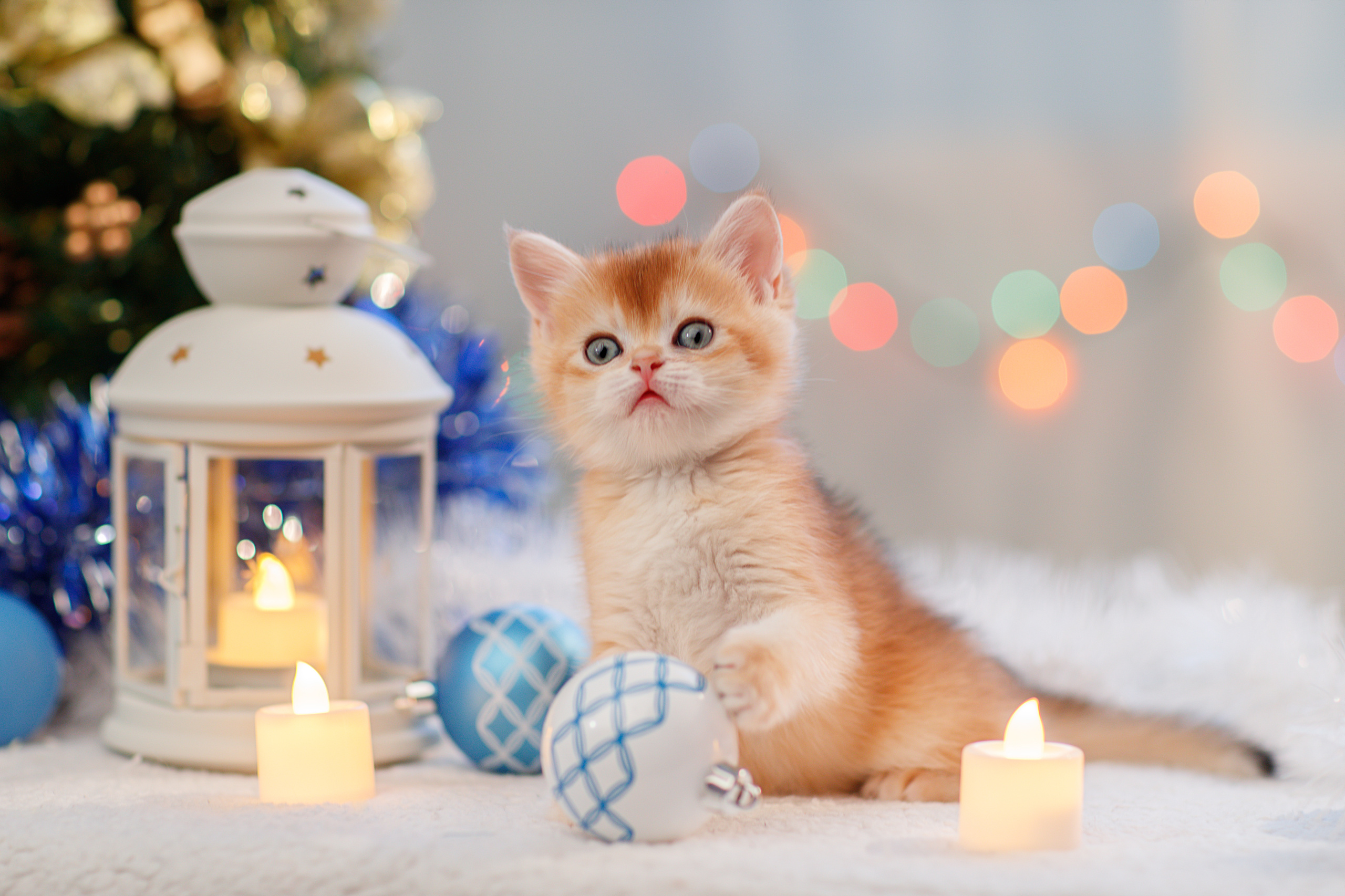 Фотограф анималист в Санкт-Петербурге Светлана Писарева