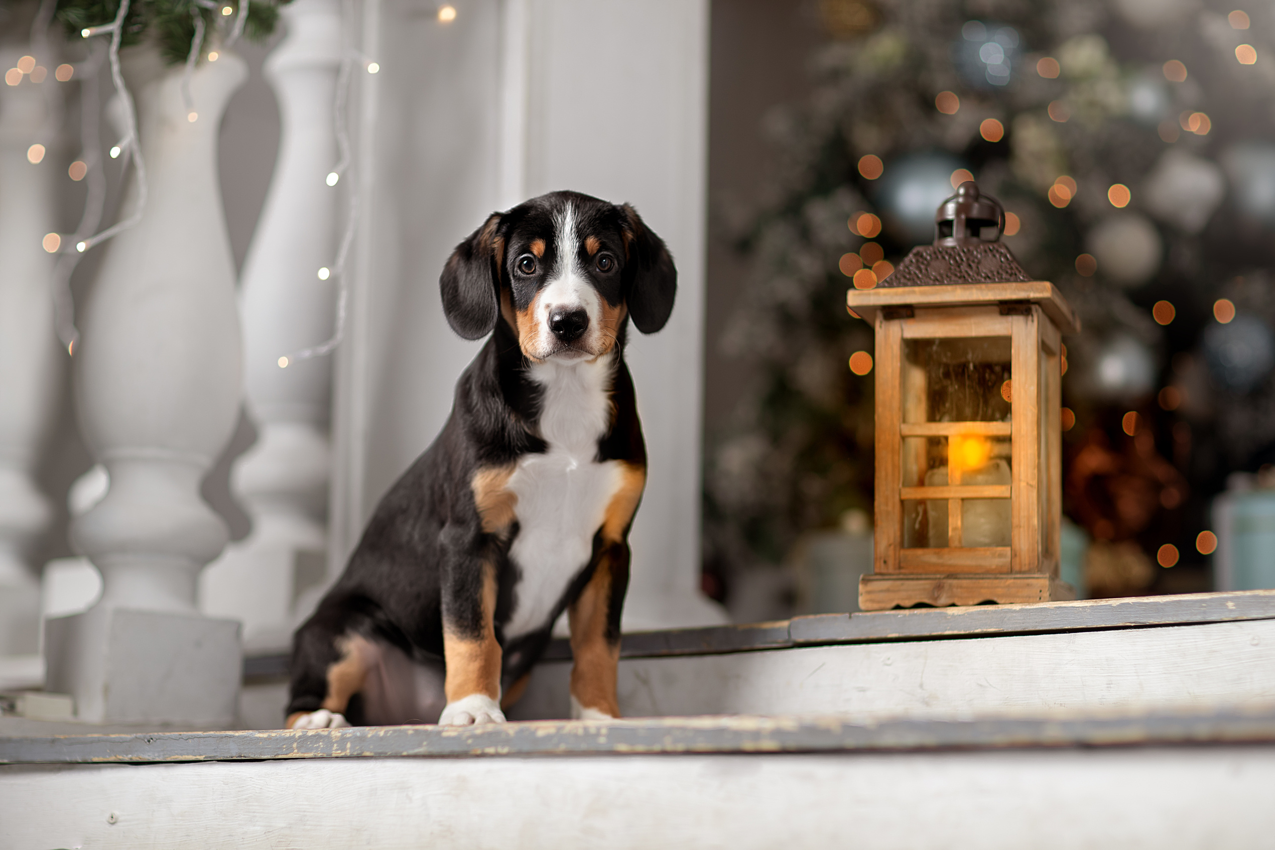 Фотограф анималист в Санкт-Петербурге Светлана Писарева