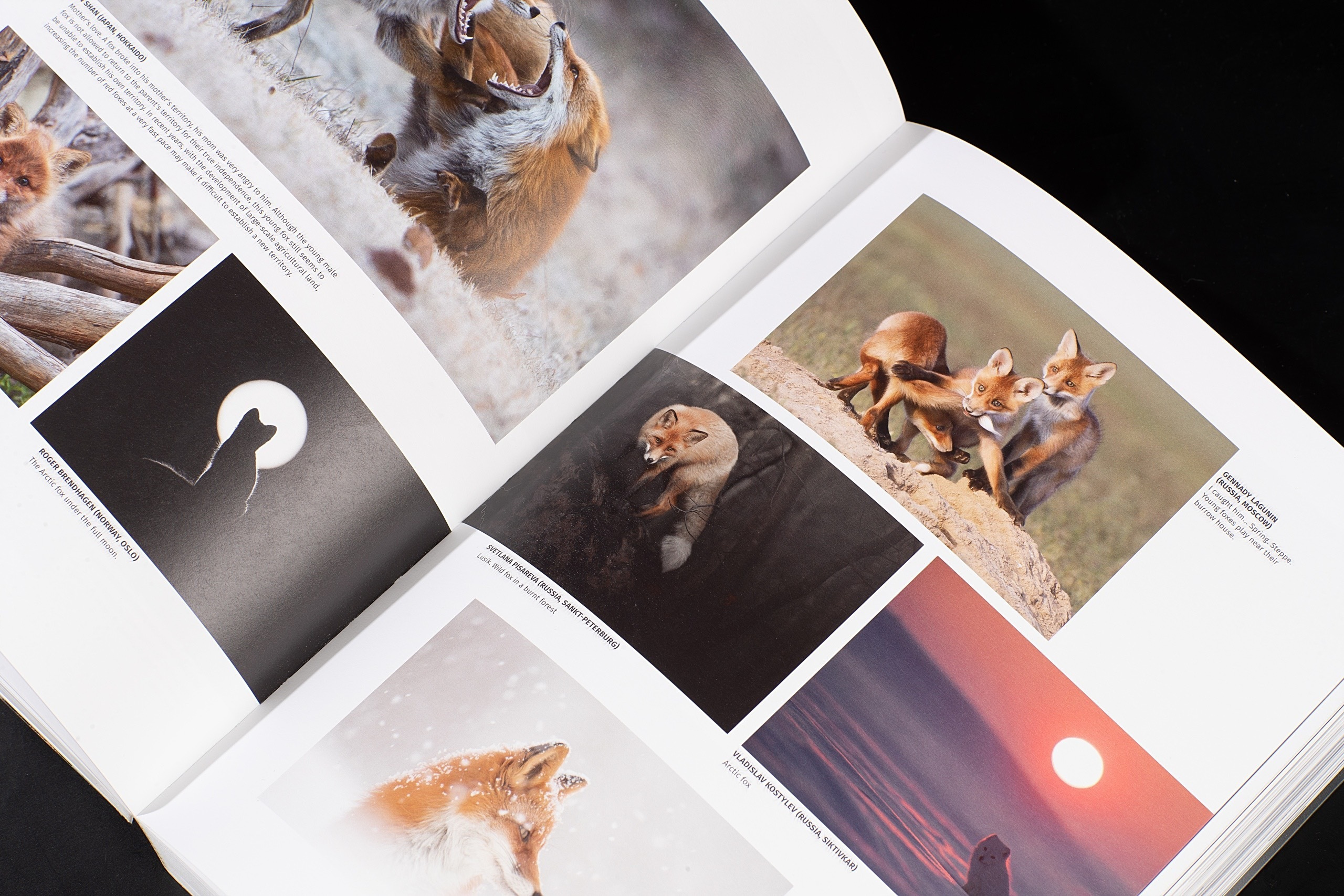 Публикации. Фотограф анималист в Санкт-Петербурге Светлана Писарева