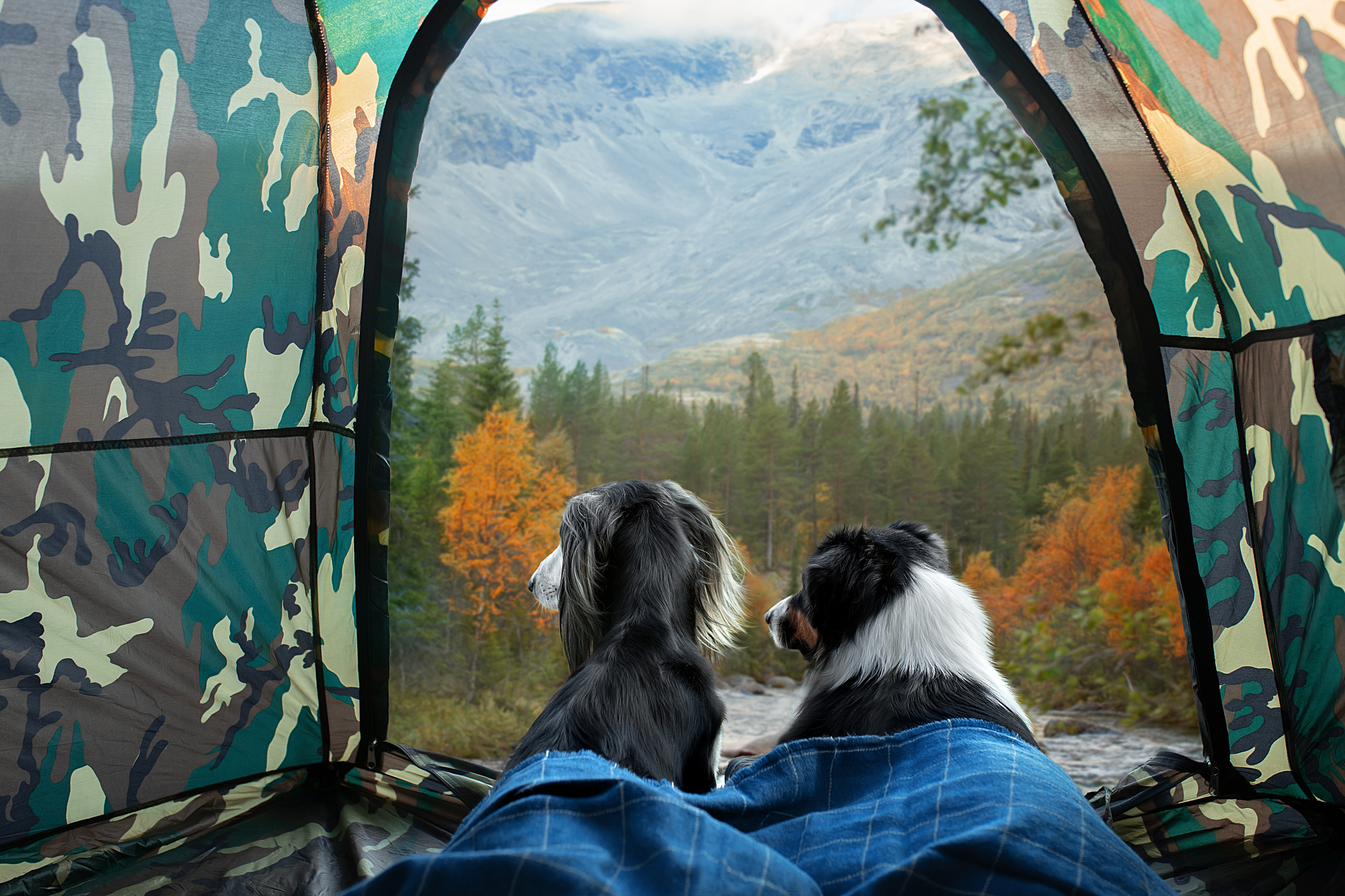 Фотограф анималист в Санкт-Петербурге Светлана Писарева