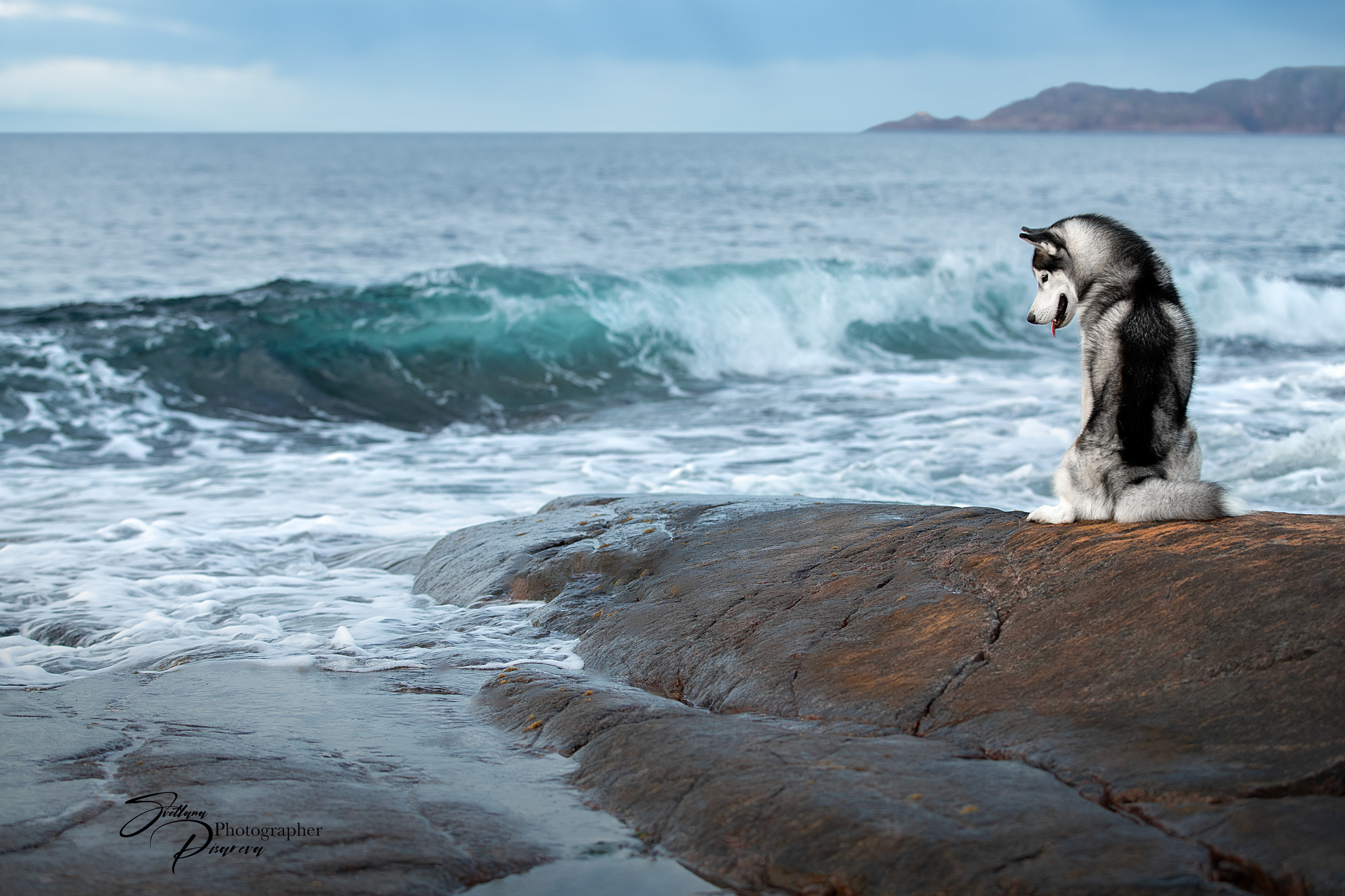 Фотограф анималист в Санкт-Петербурге Светлана Писарева