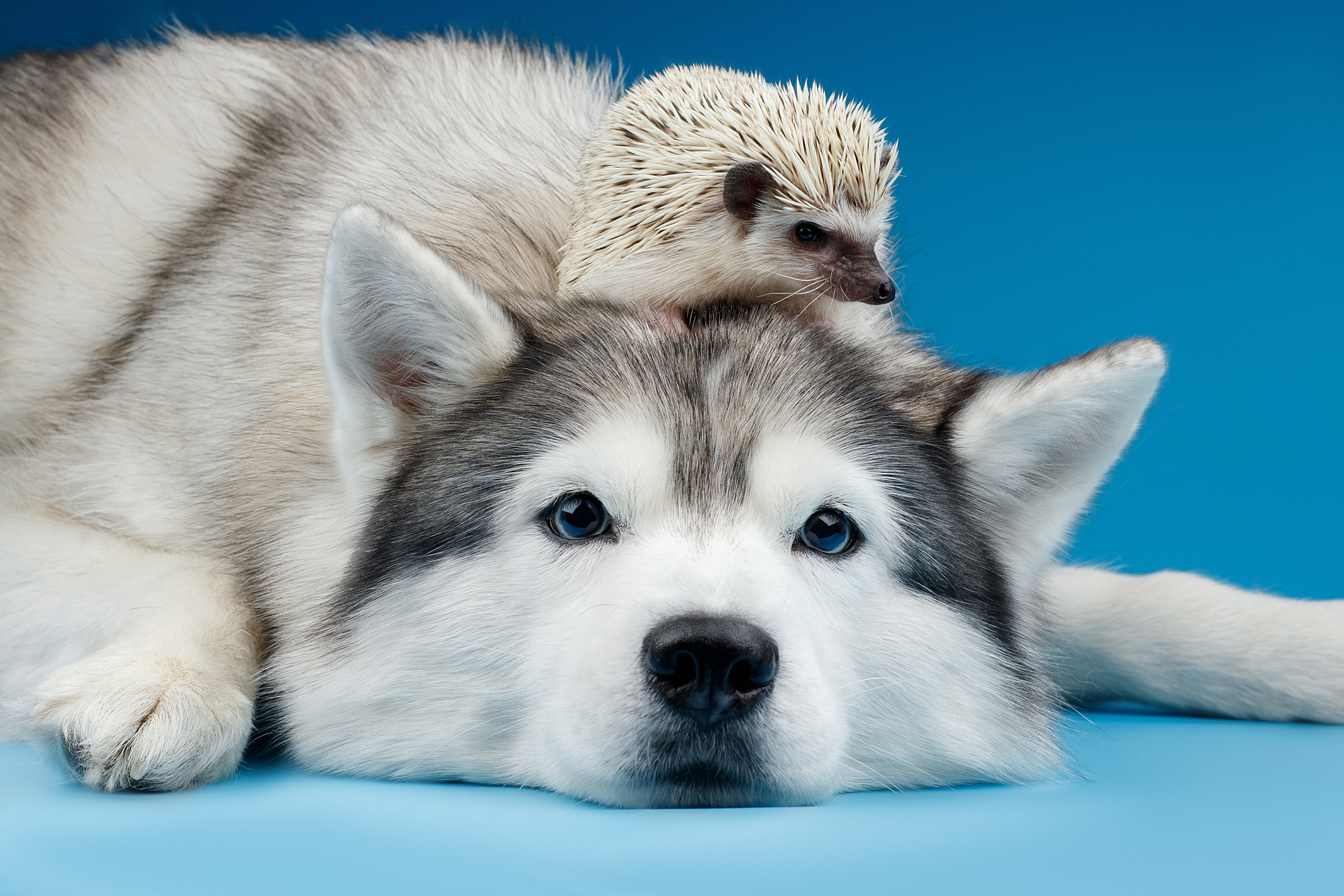 Фотограф анималист в Санкт-Петербурге Светлана Писарева