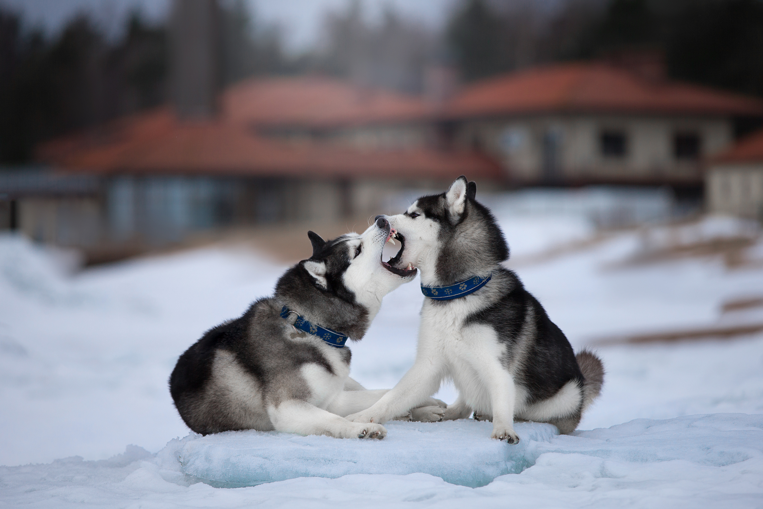 Фотограф анималист в Санкт-Петербурге Светлана Писарева