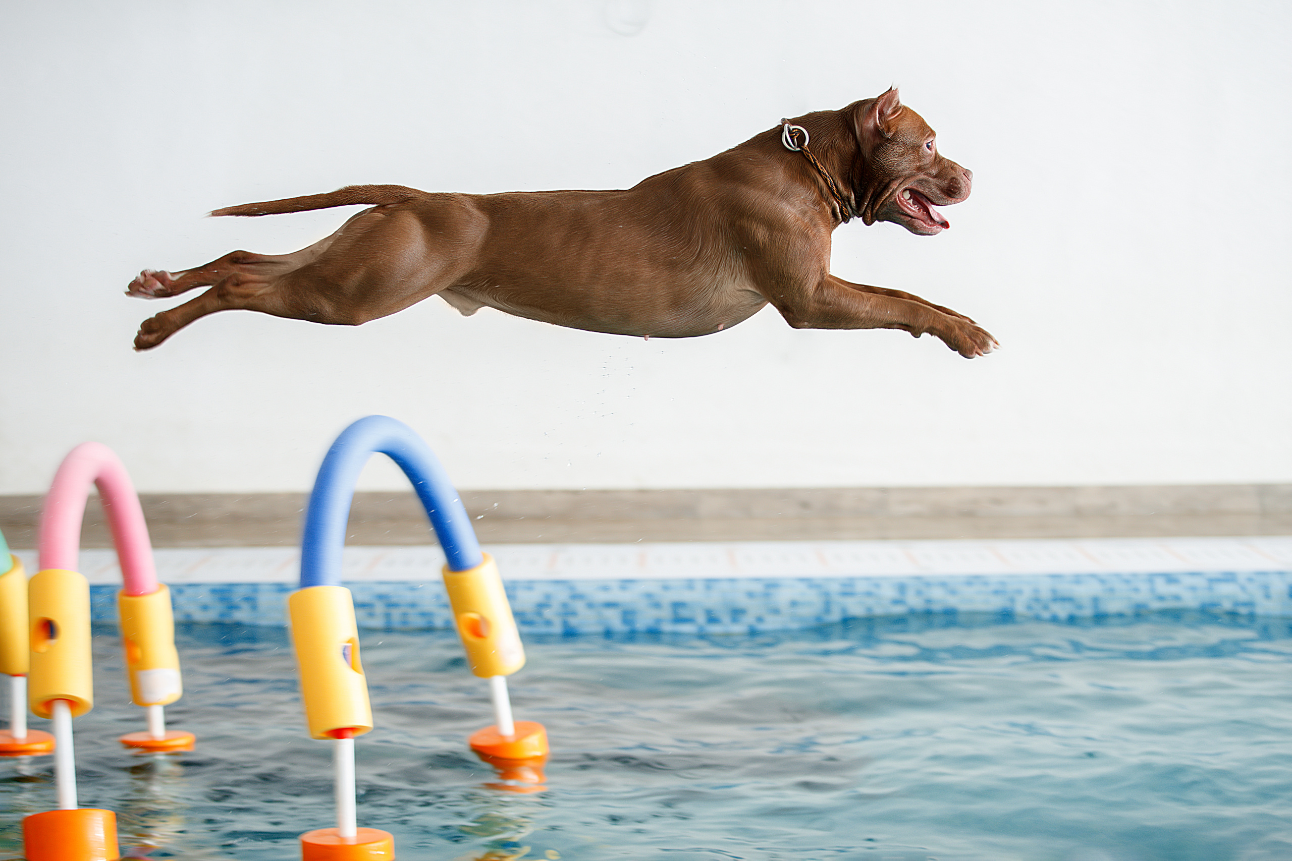 Фотограф анималист в Санкт-Петербурге Светлана Писарева