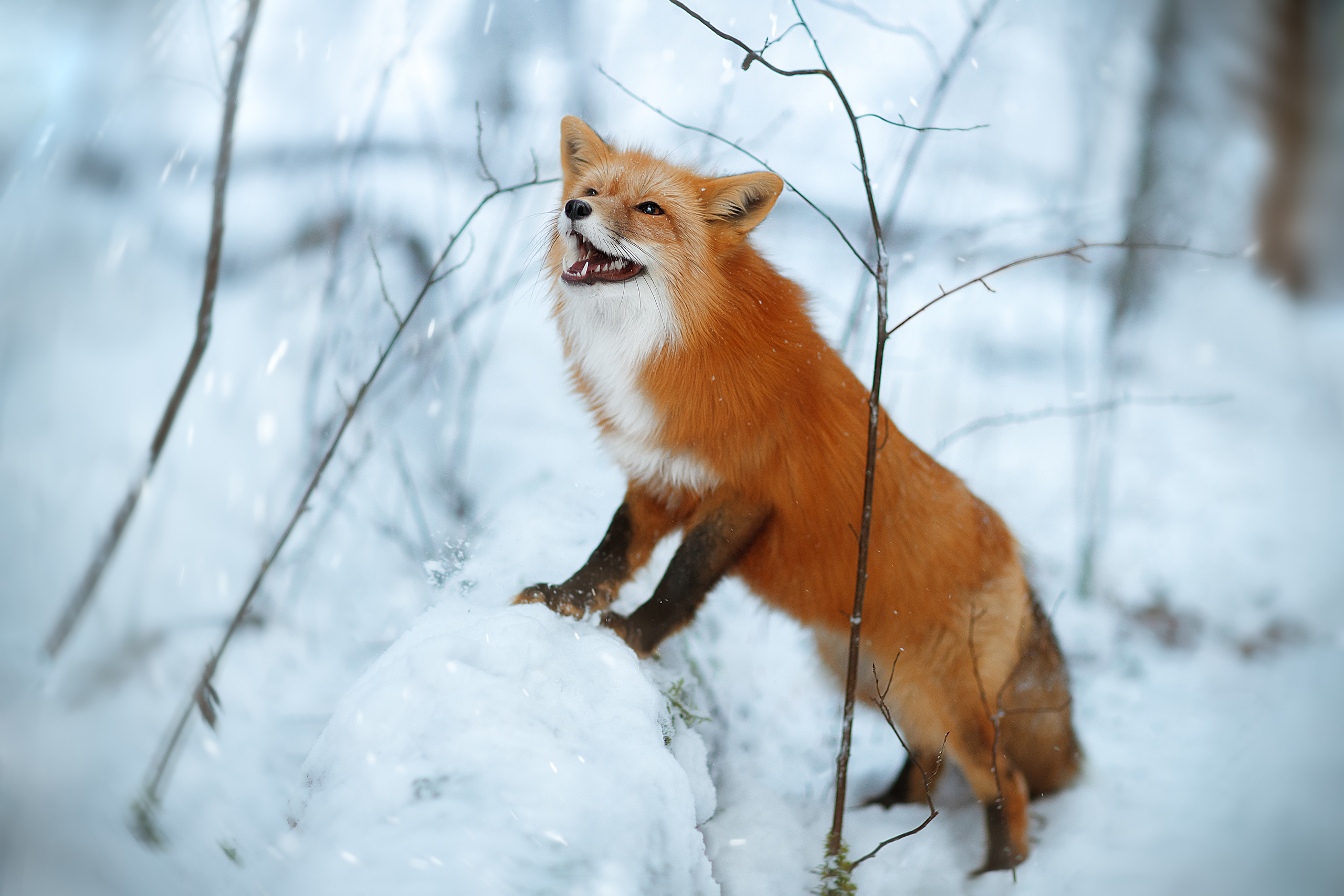 Фотограф анималист в Санкт-Петербурге Светлана Писарева
