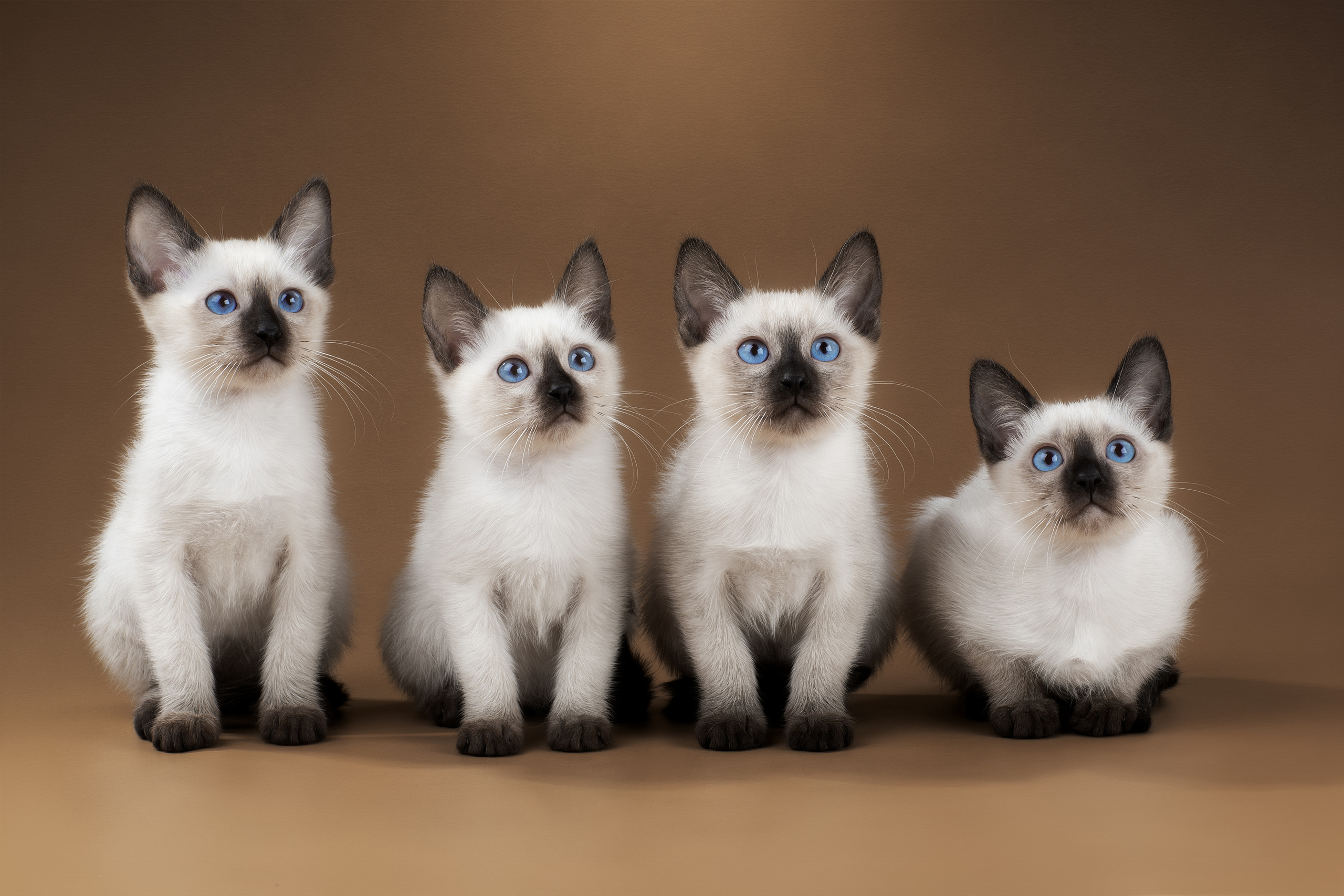 Фотограф анималист в Санкт-Петербурге Светлана Писарева