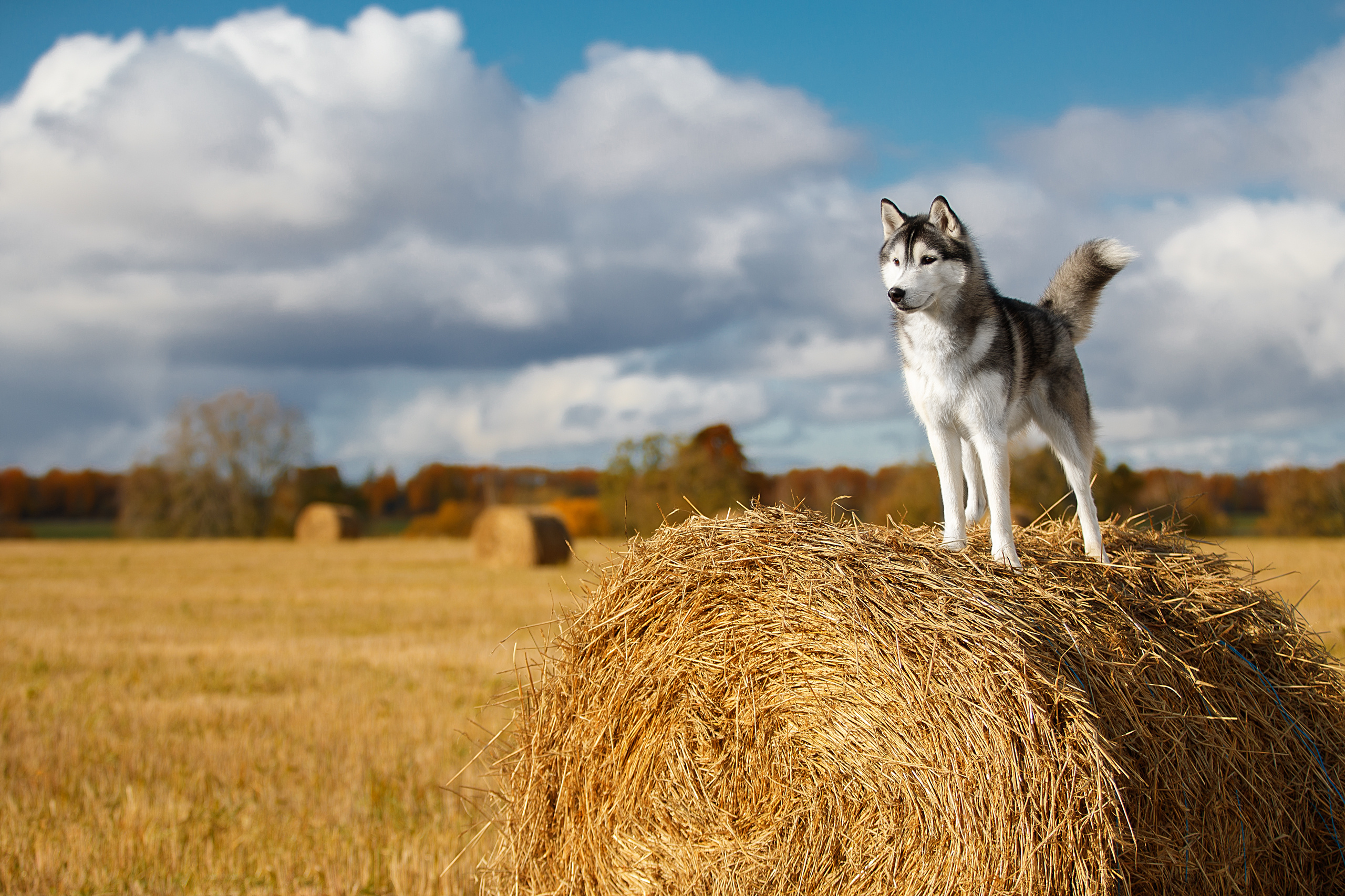 Фотограф анималист в Санкт-Петербурге Светлана Писарева
