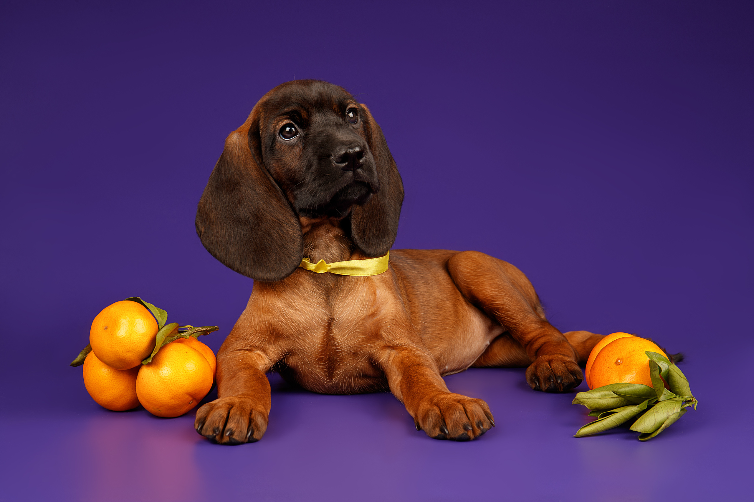 Фотограф анималист в Санкт-Петербурге Светлана Писарева