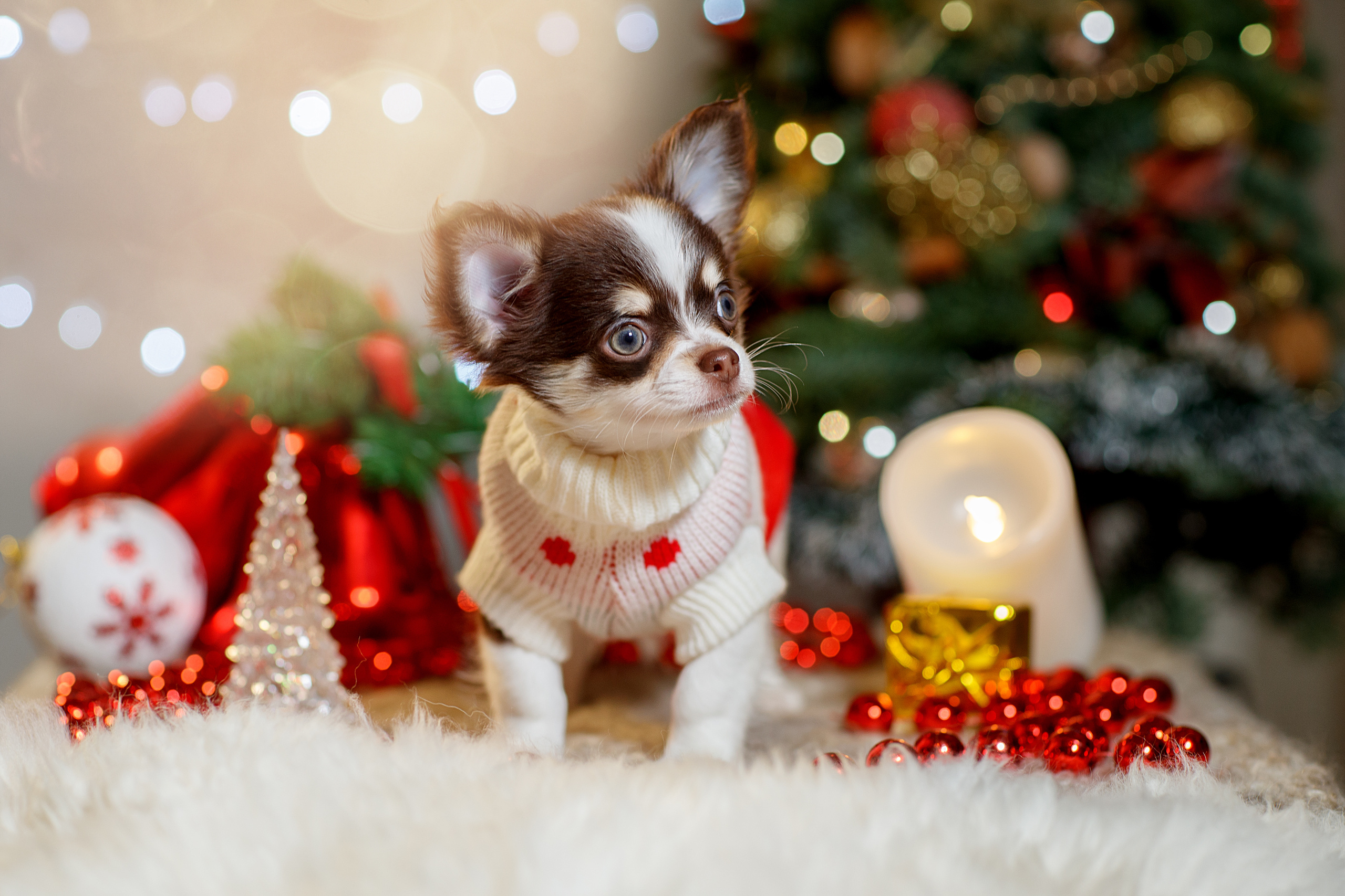 Фотограф анималист в Санкт-Петербурге Светлана Писарева