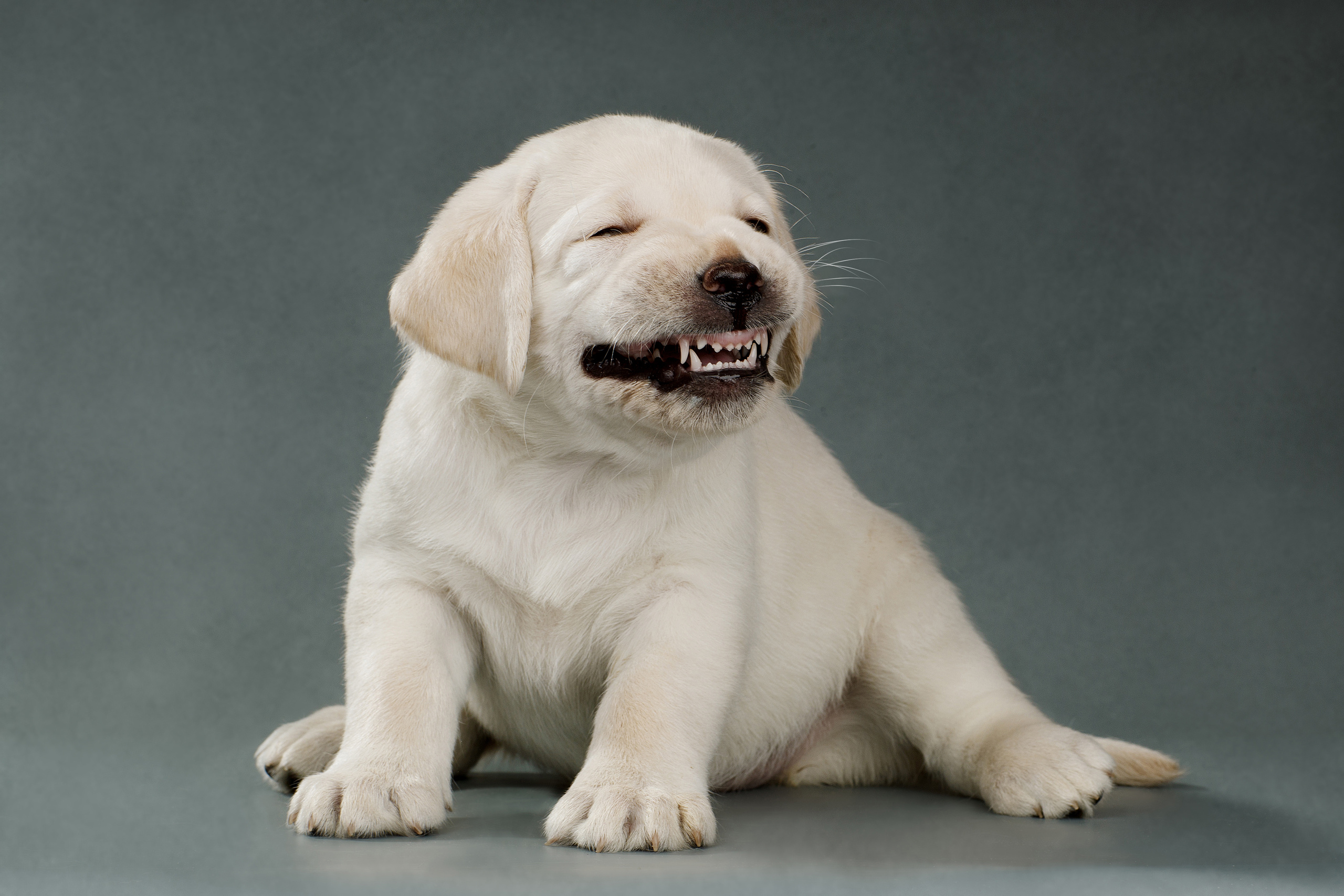 Фотограф анималист в Санкт-Петербурге Светлана Писарева