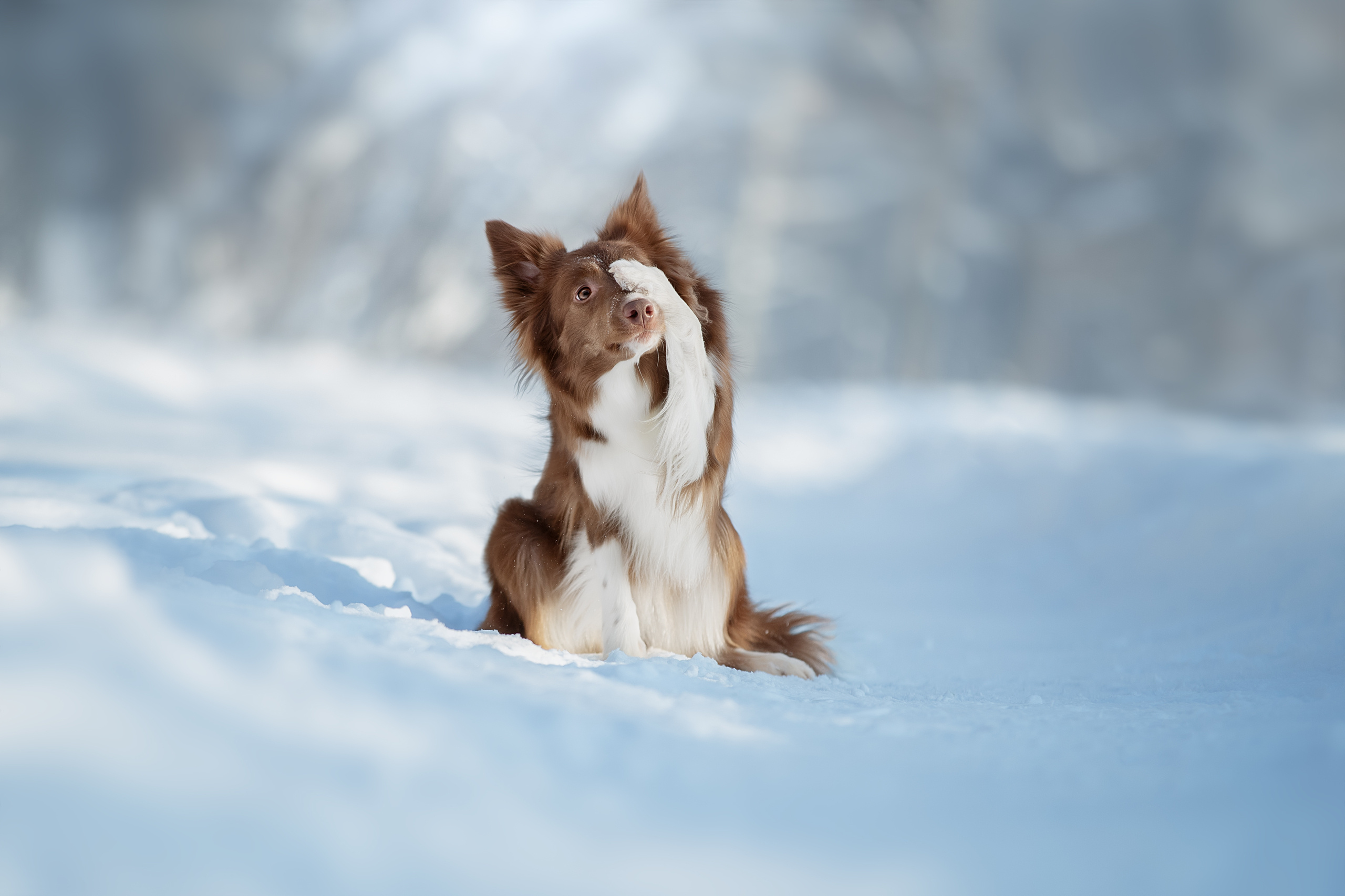 Фотограф анималист в Санкт-Петербурге Светлана Писарева