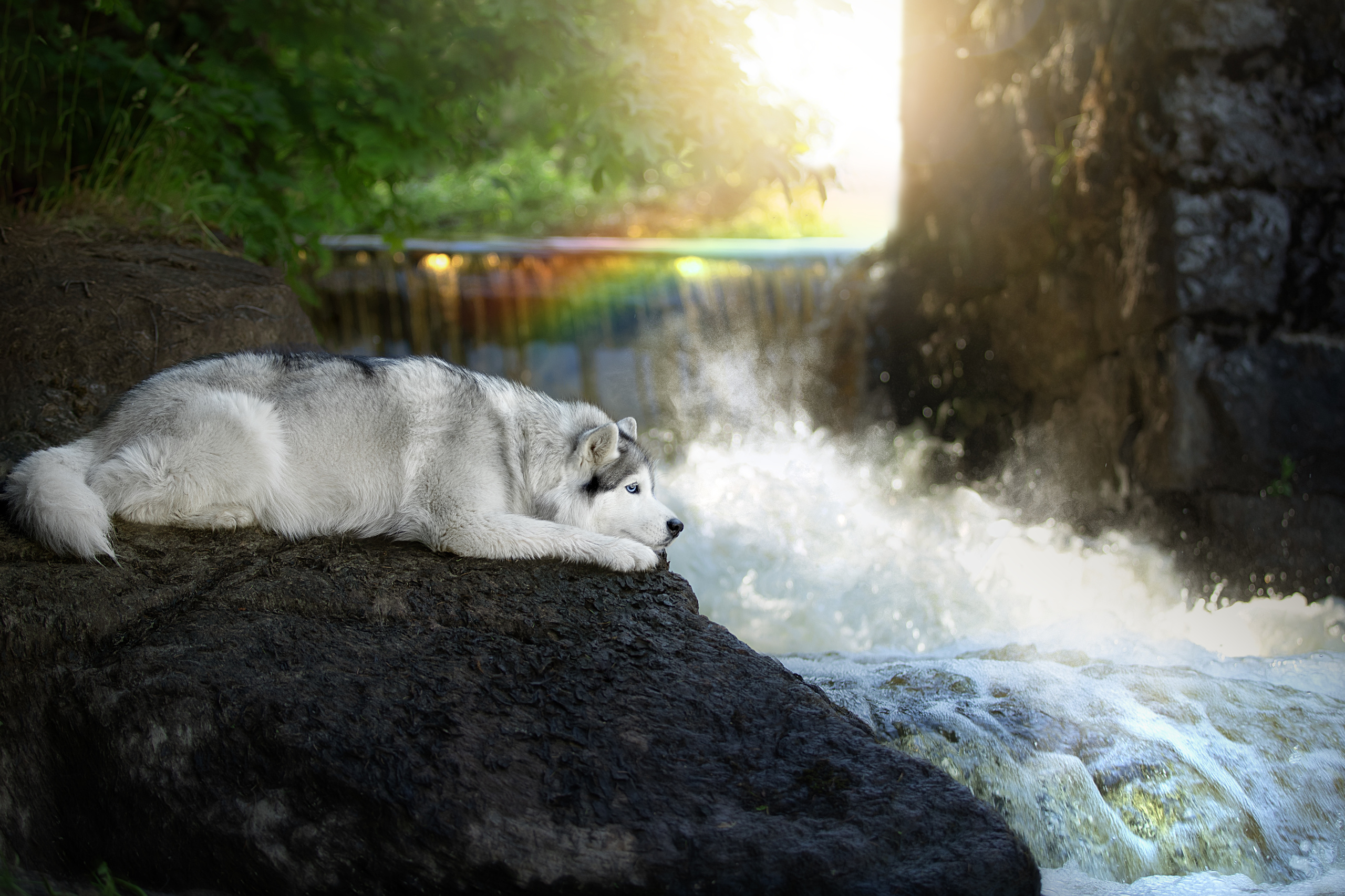 Фотограф анималист в Санкт-Петербурге Светлана Писарева