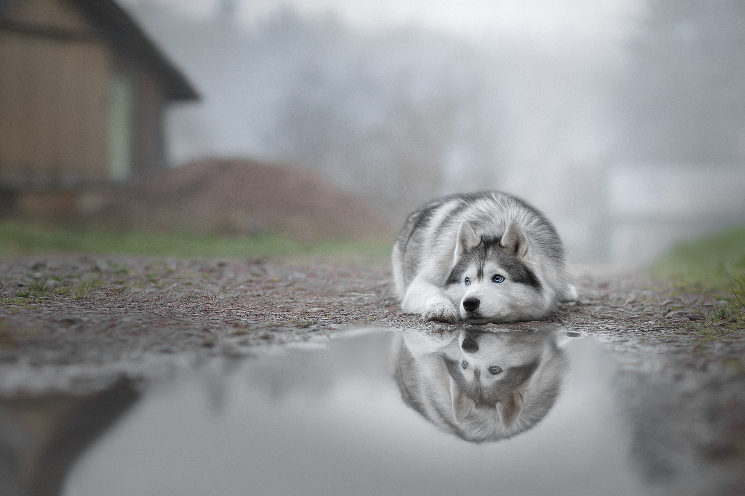 Фотограф анималист в Санкт-Петербурге Светлана Писарева