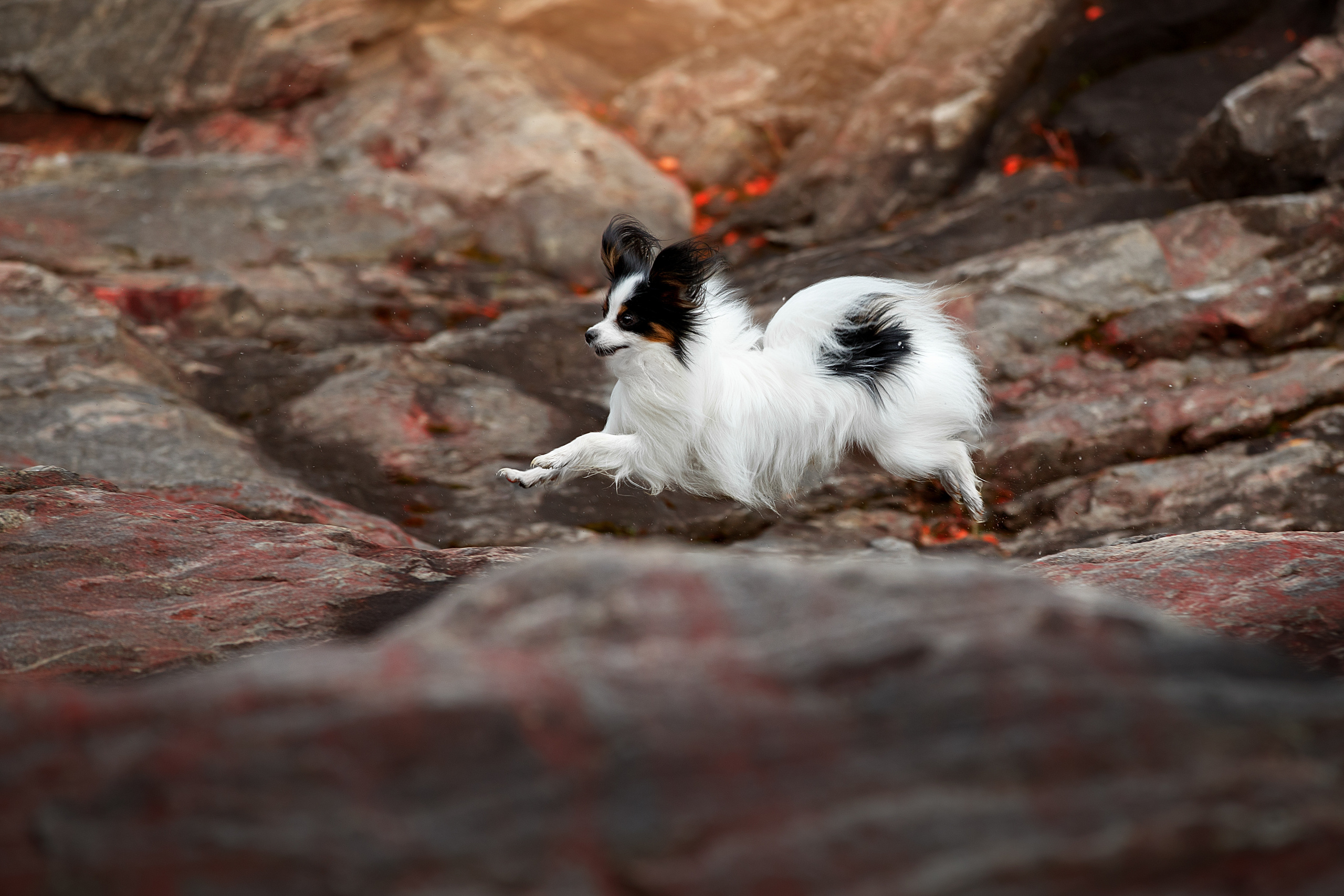 Фотограф анималист в Санкт-Петербурге Светлана Писарева