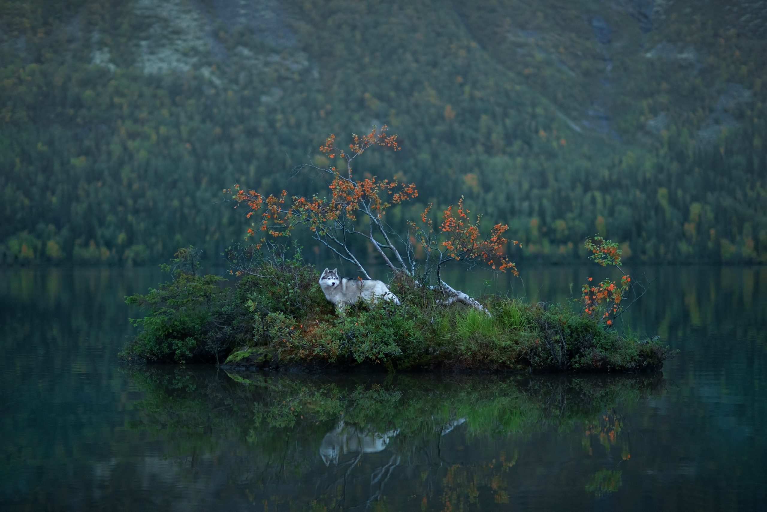 Фотограф анималист в Санкт-Петербурге Светлана Писарева