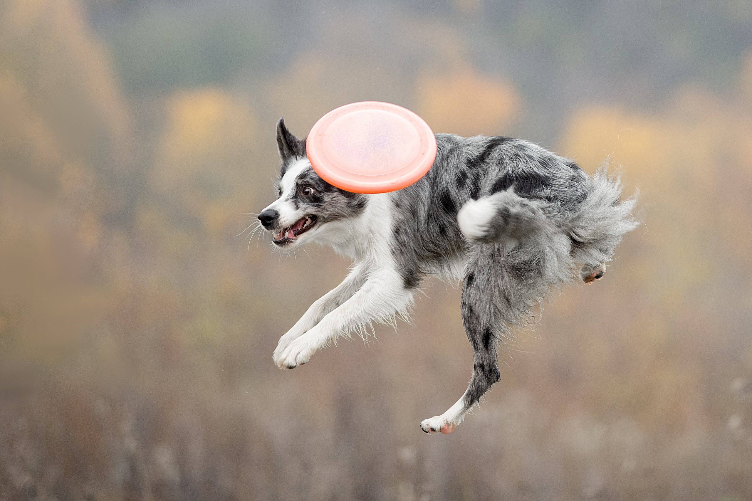 Фотограф анималист в Санкт-Петербурге Светлана Писарева