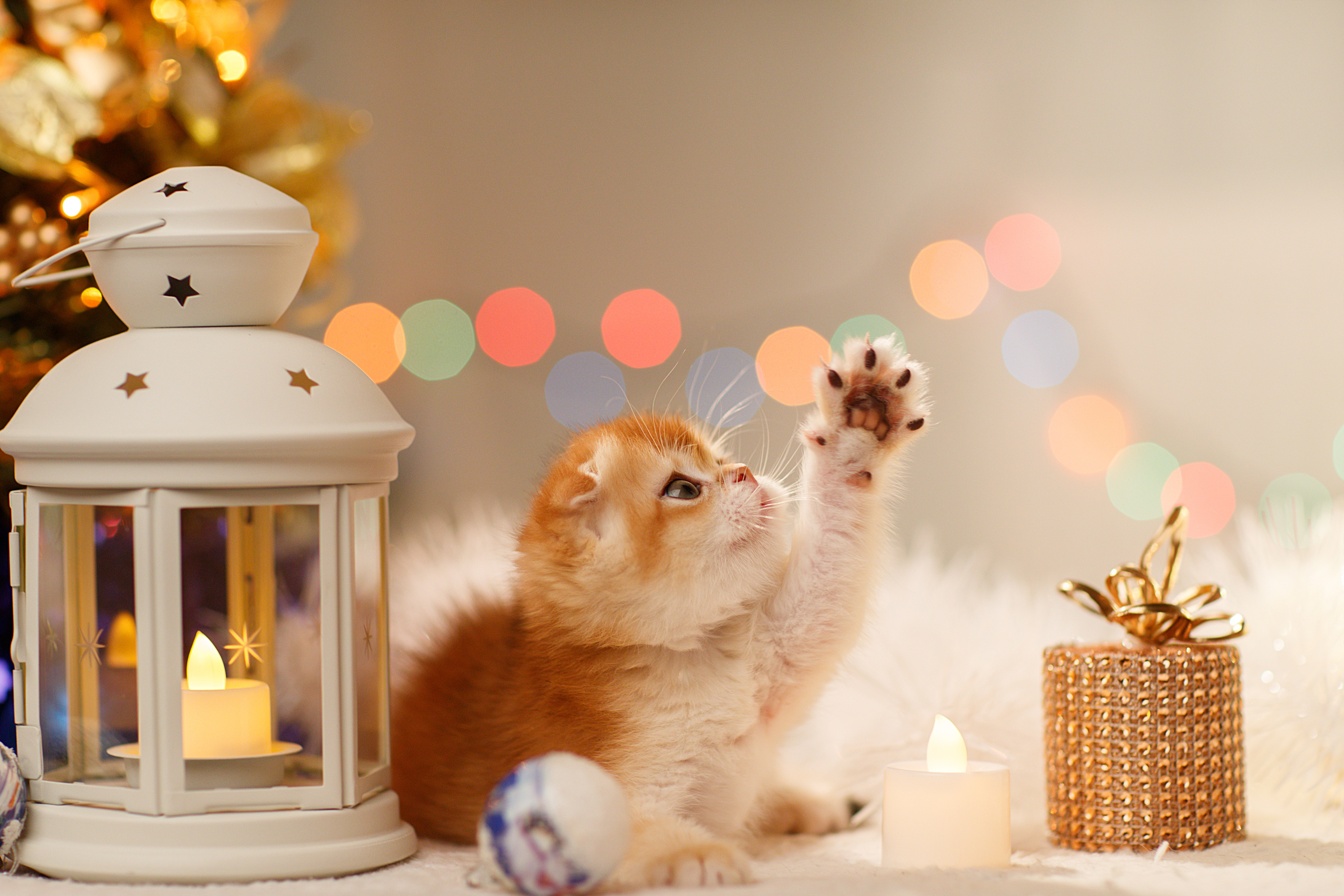 Фотограф анималист в Санкт-Петербурге Светлана Писарева
