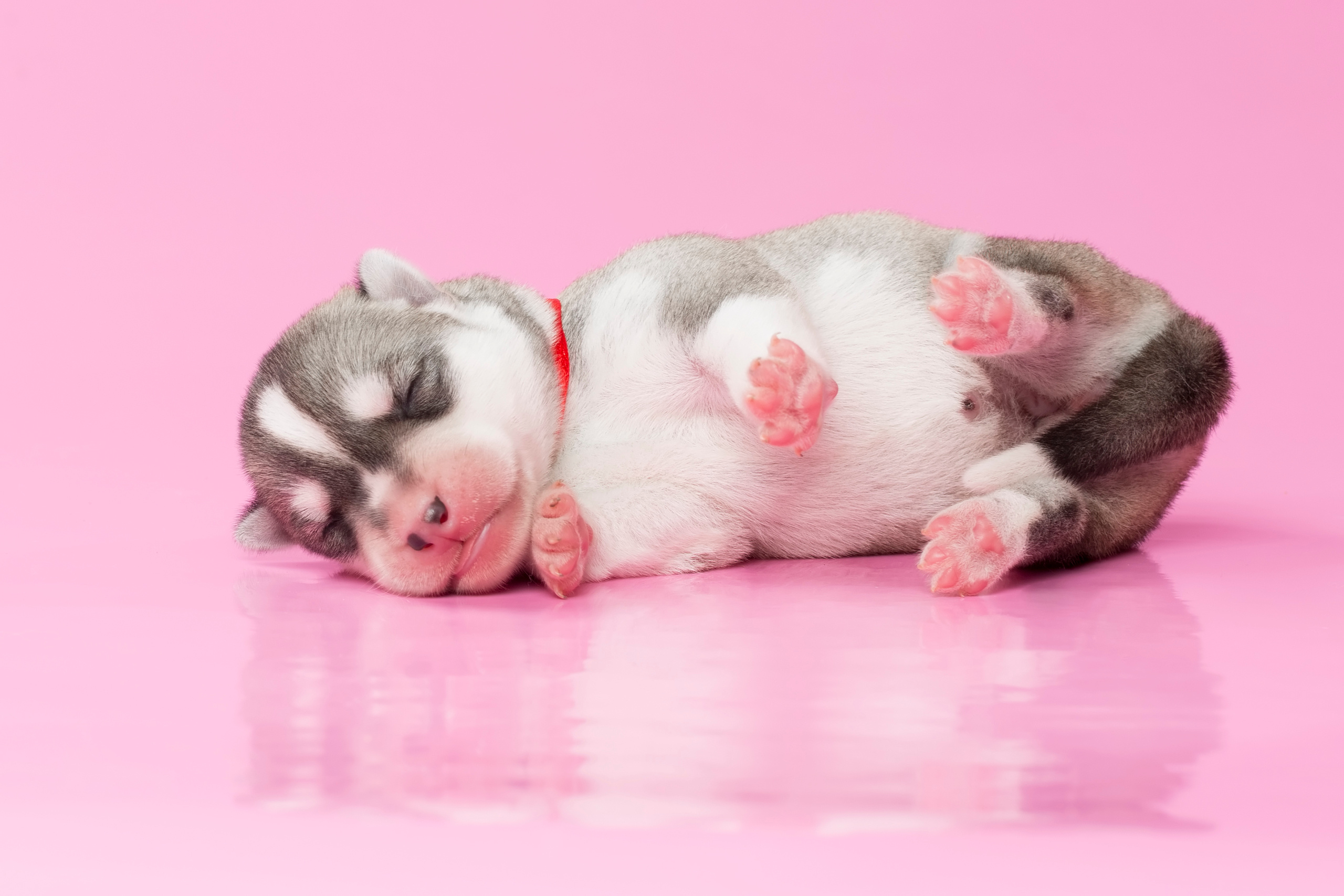 Фотограф анималист в Санкт-Петербурге Светлана Писарева