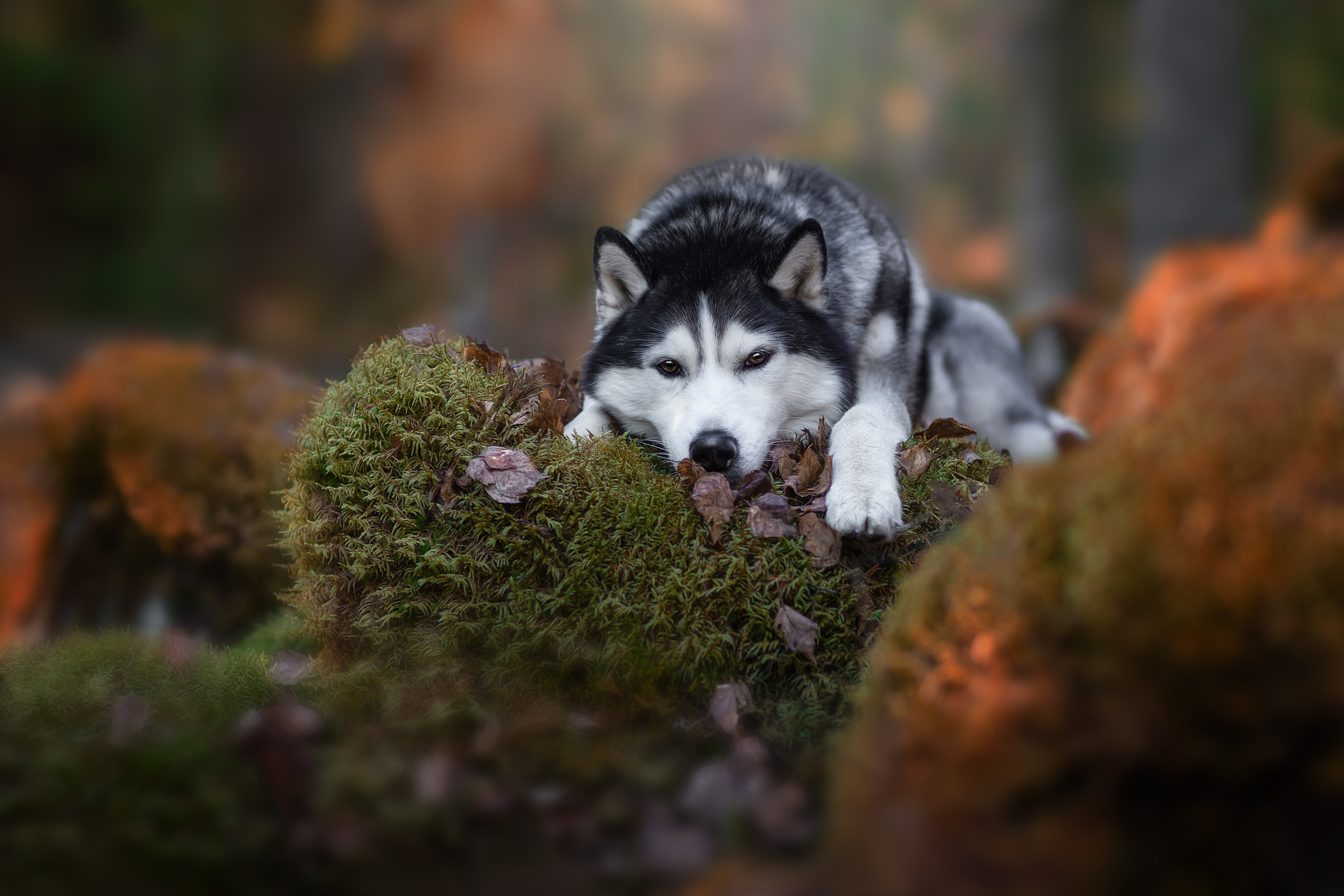 Фотограф анималист в Санкт-Петербурге Светлана Писарева