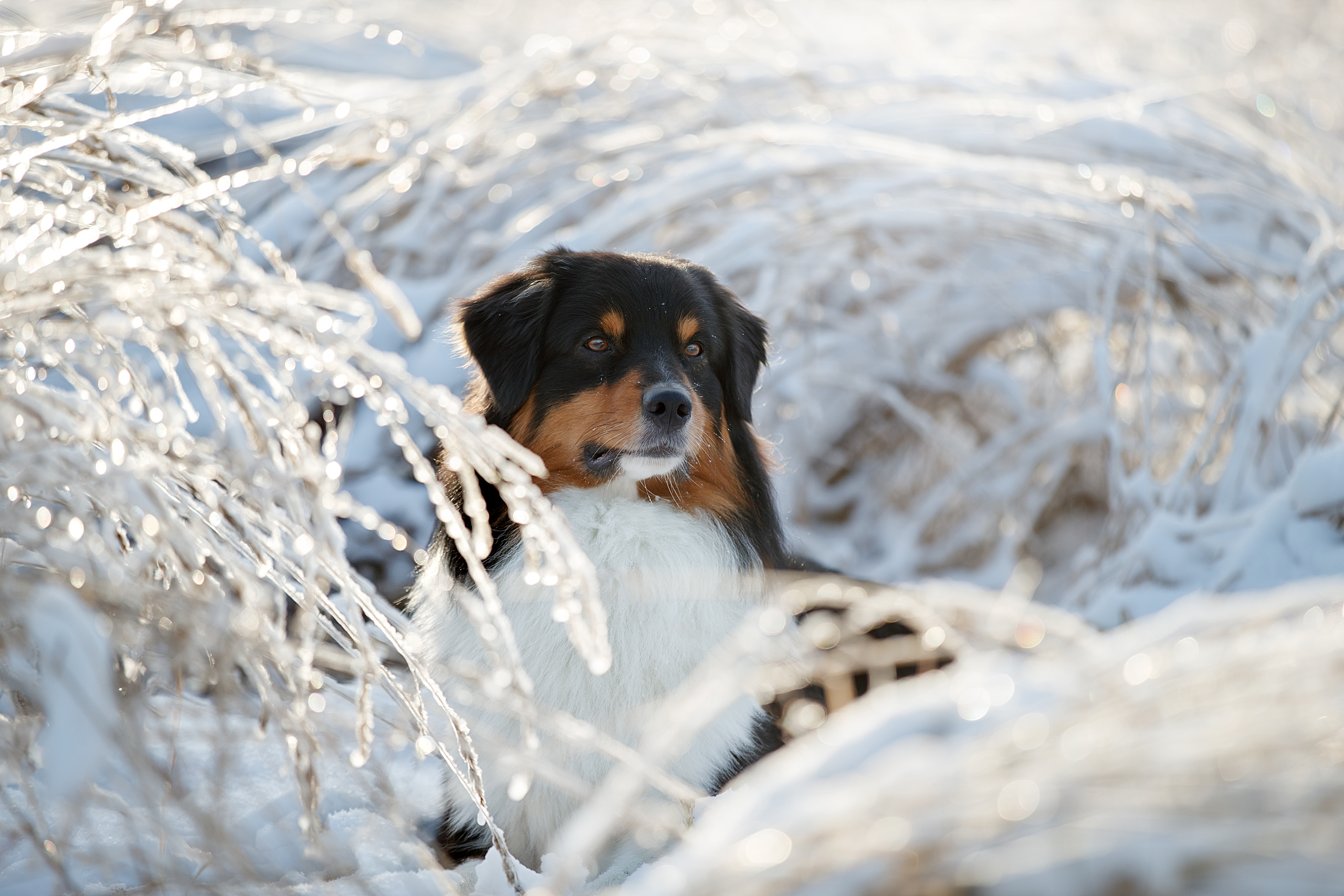 Фотограф анималист в Санкт-Петербурге Светлана Писарева