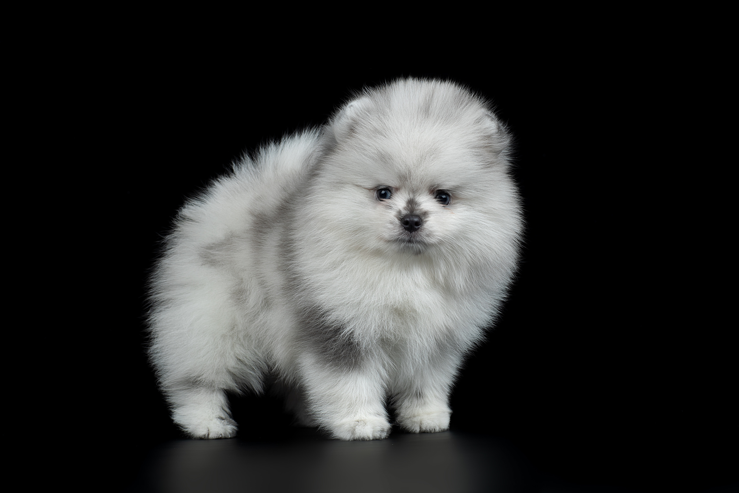Фотограф анималист в Санкт-Петербурге Светлана Писарева