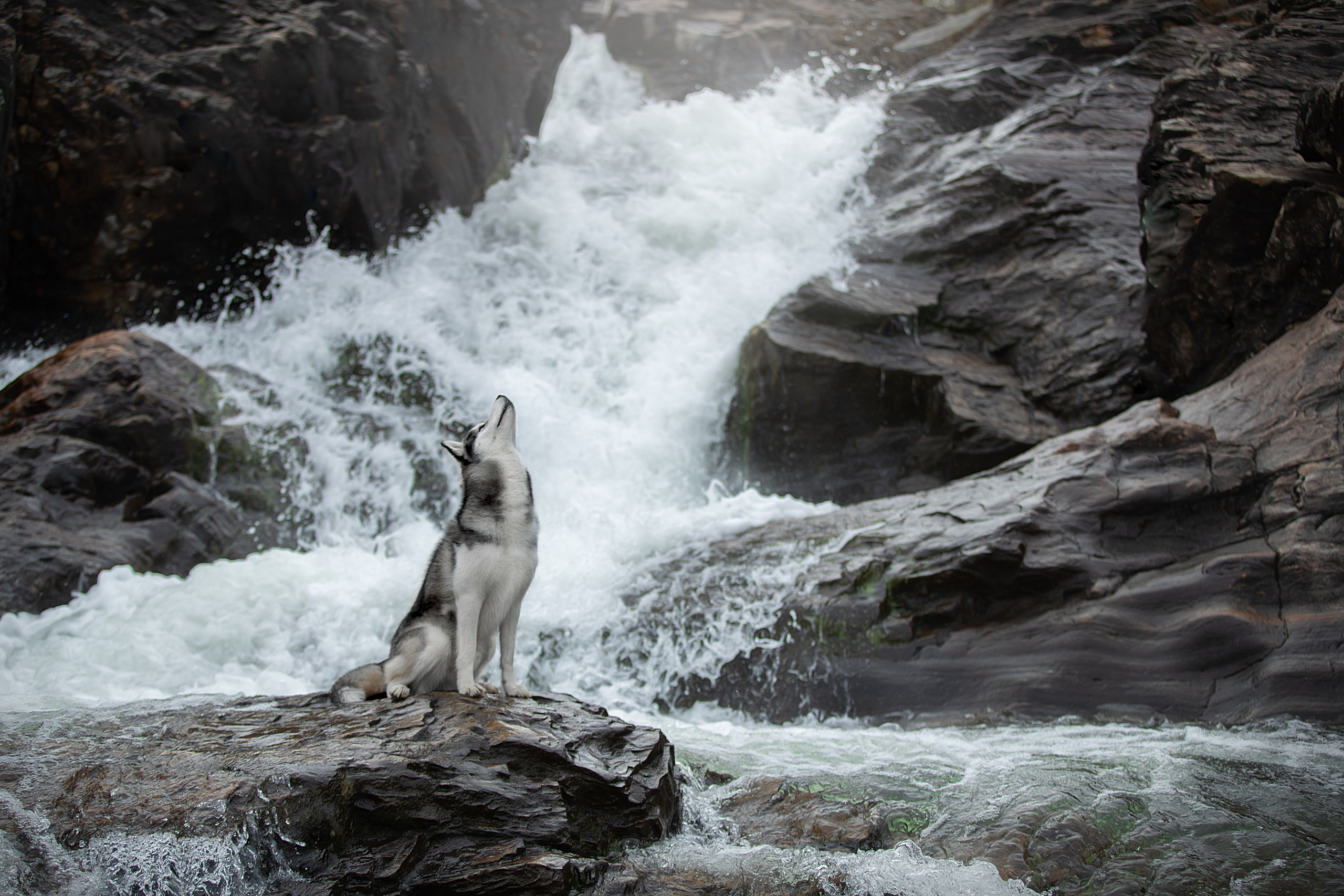 Фотограф анималист в Санкт-Петербурге Светлана Писарева