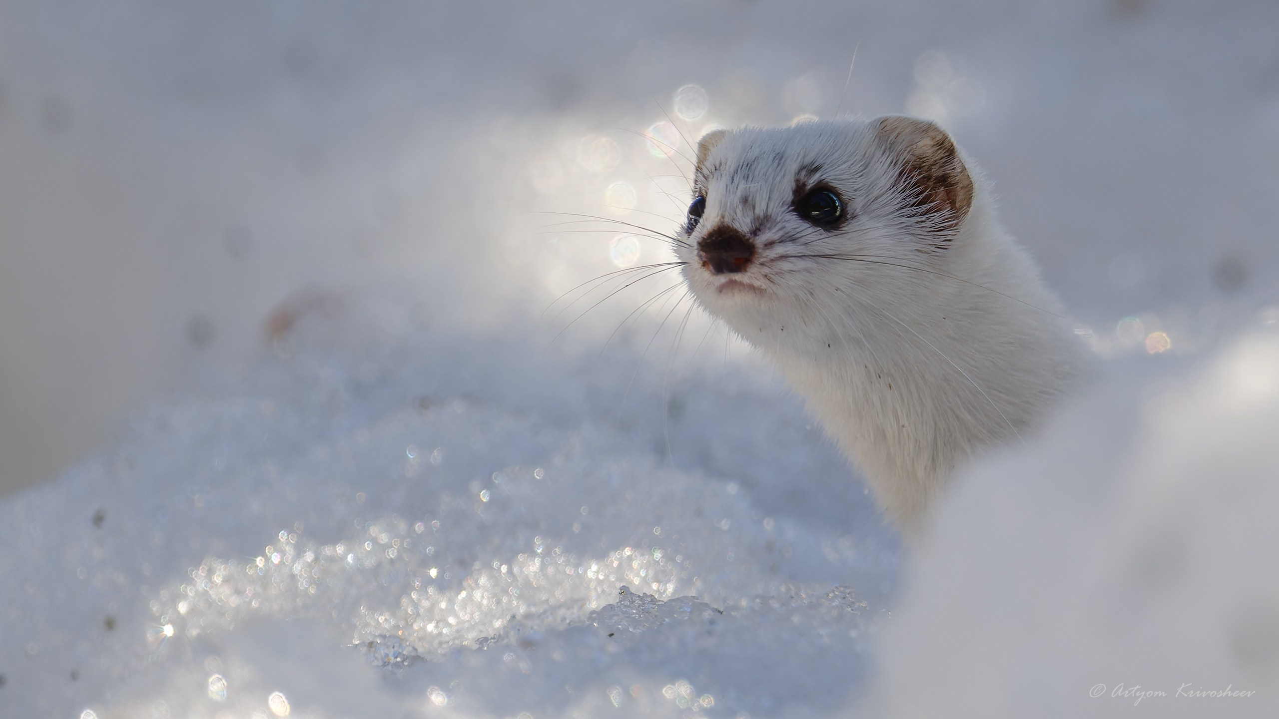 Ласка (лат. Mustela nivalis). Фотограф и путешественник Артём Кривошеев