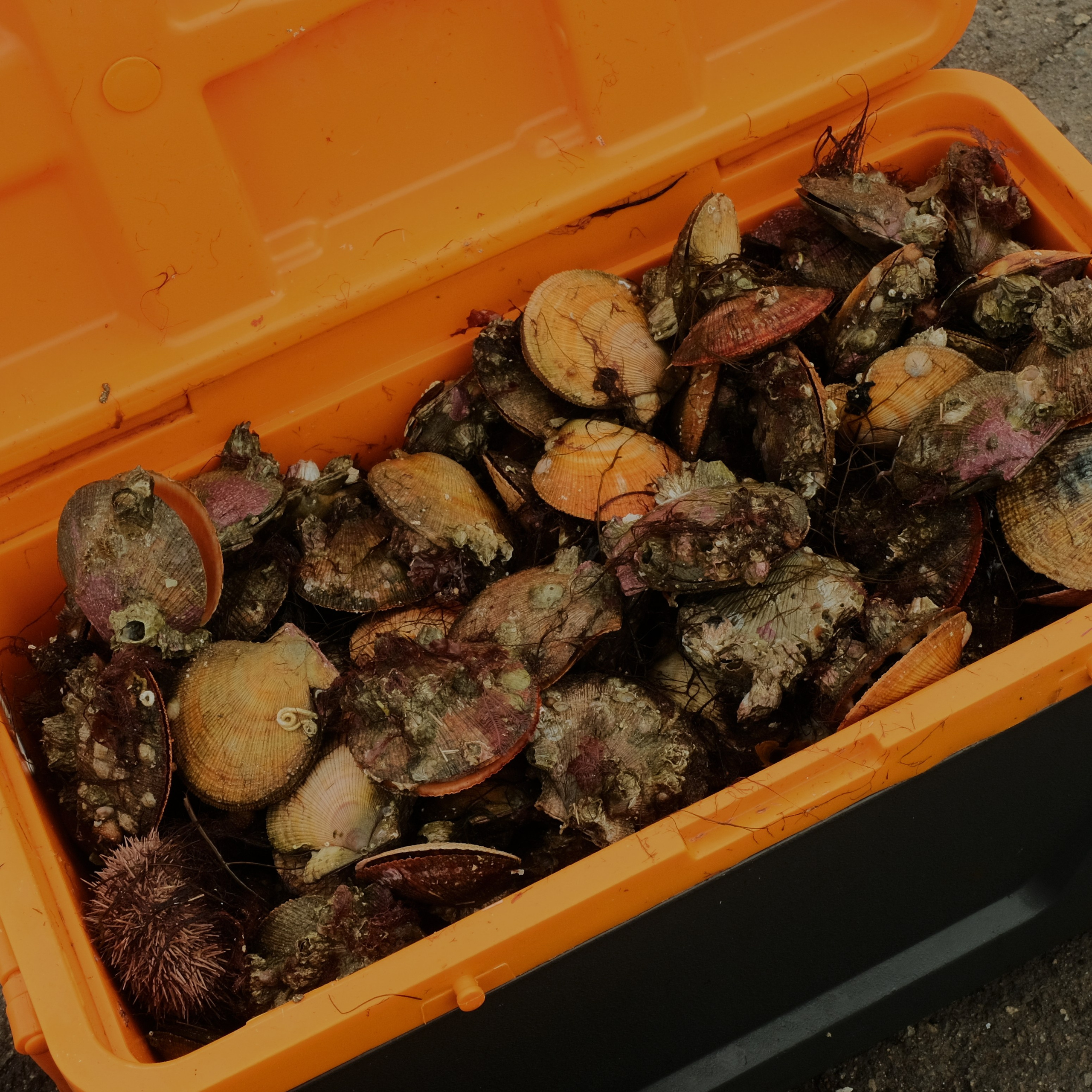 An open orange cooler filled with freshly harvested scallops and sea urchins, some covered in seaweed and barnacles.