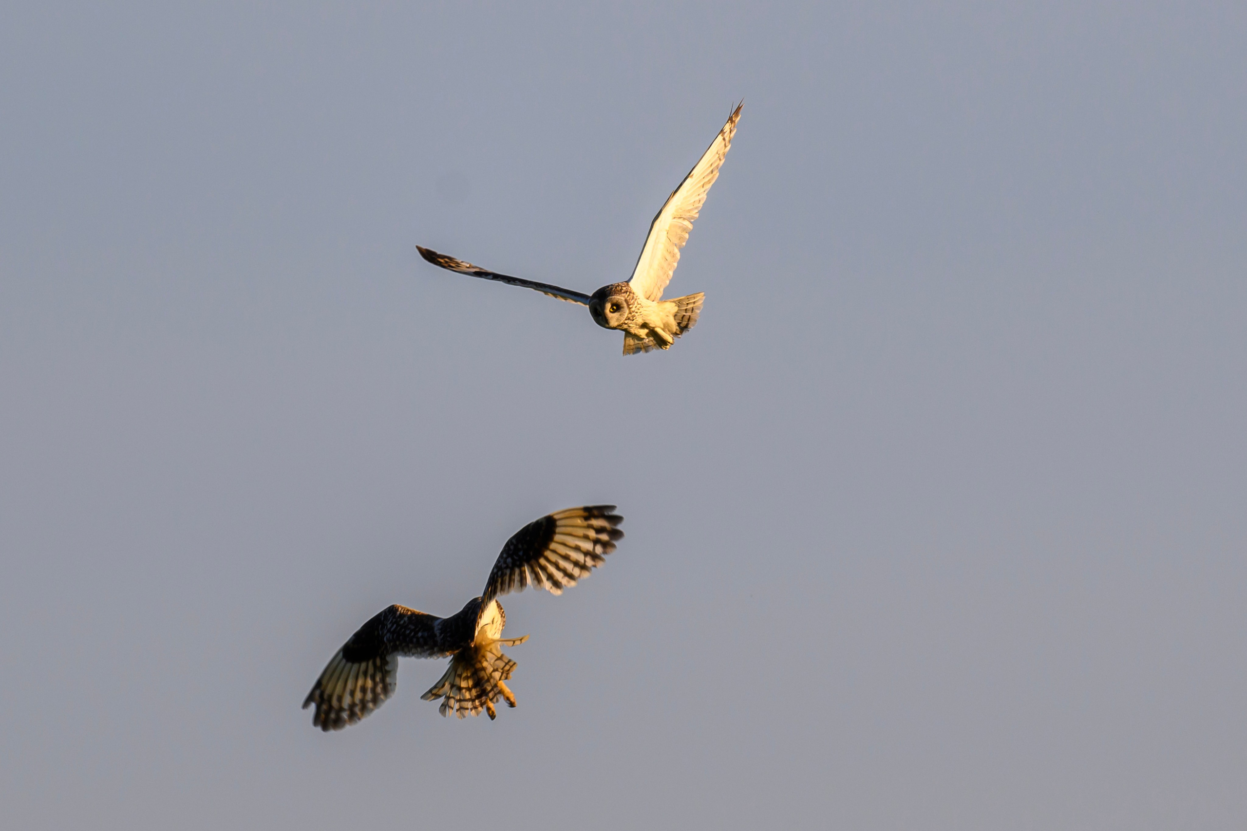 Битва сов и кормление совят. The Owl Battle and Feeding the Nestlings. Фотограф Сергей Пупонин