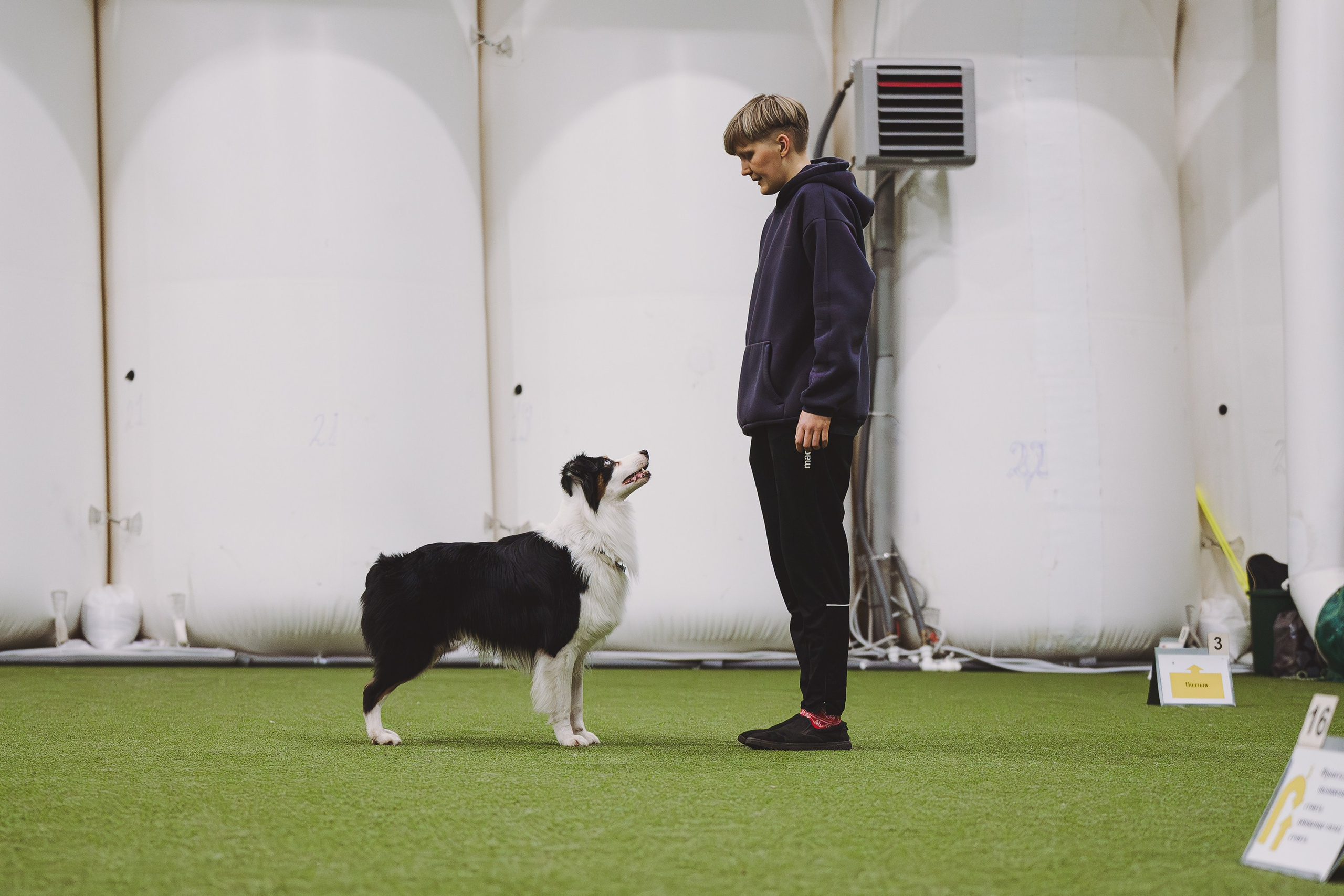 О нас. BLGKV питомник собак