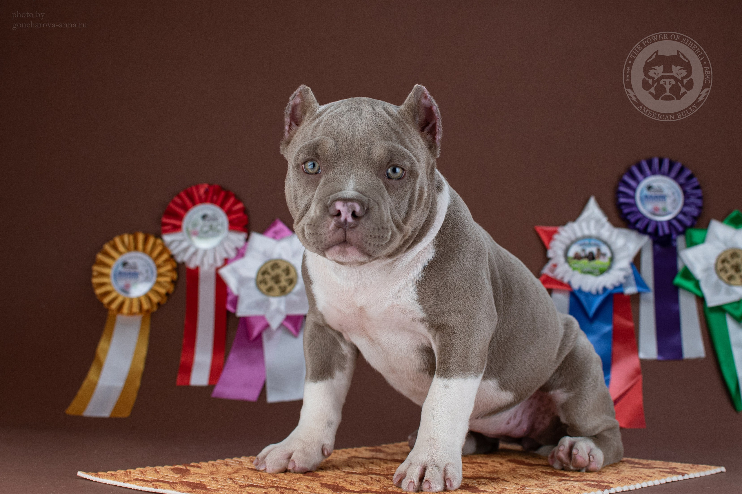 продажа щенков American Bully в Москве