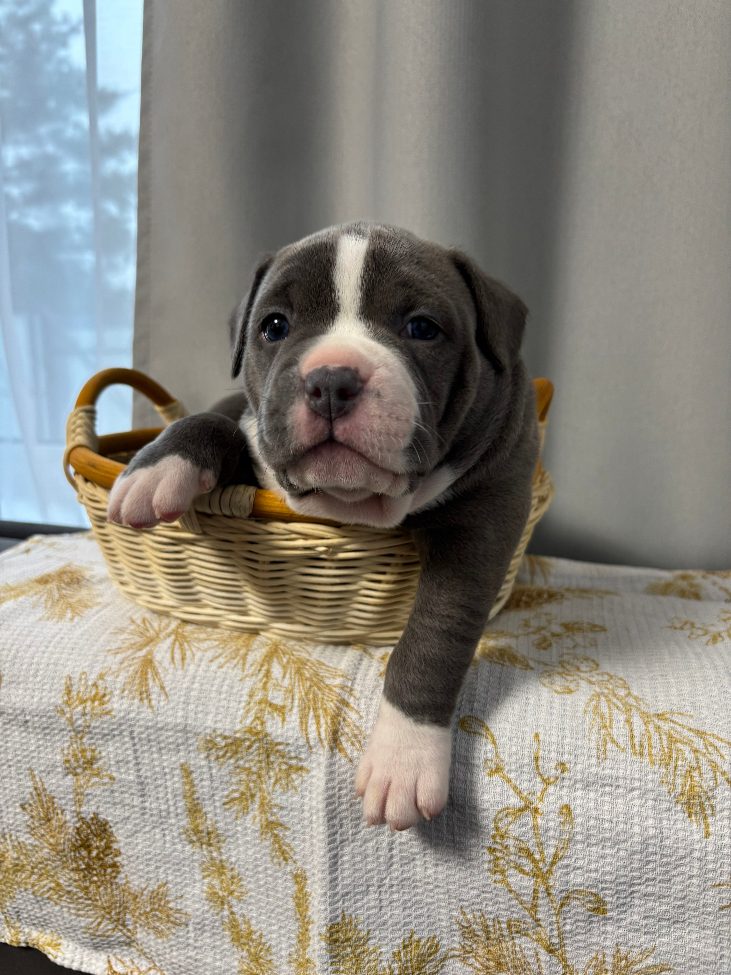 Помет Рич и Дося 04.02.25. Американский Булли в г. Ростов-на-Дону. Питомник THE POWER OF SIBERIA