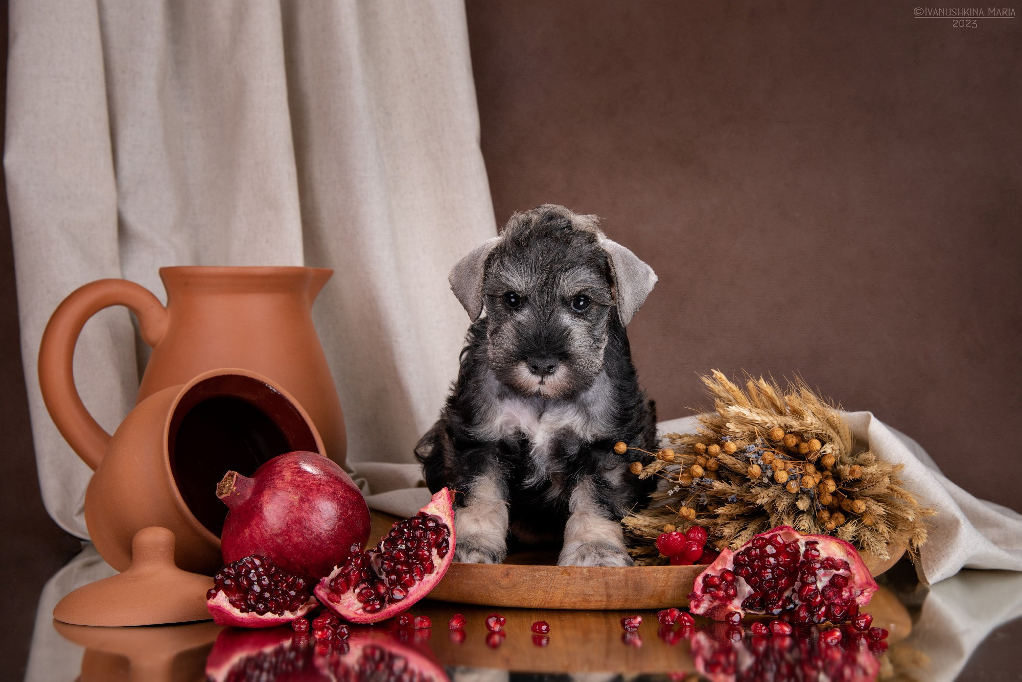 щенок цвергшнауцера перец с солью