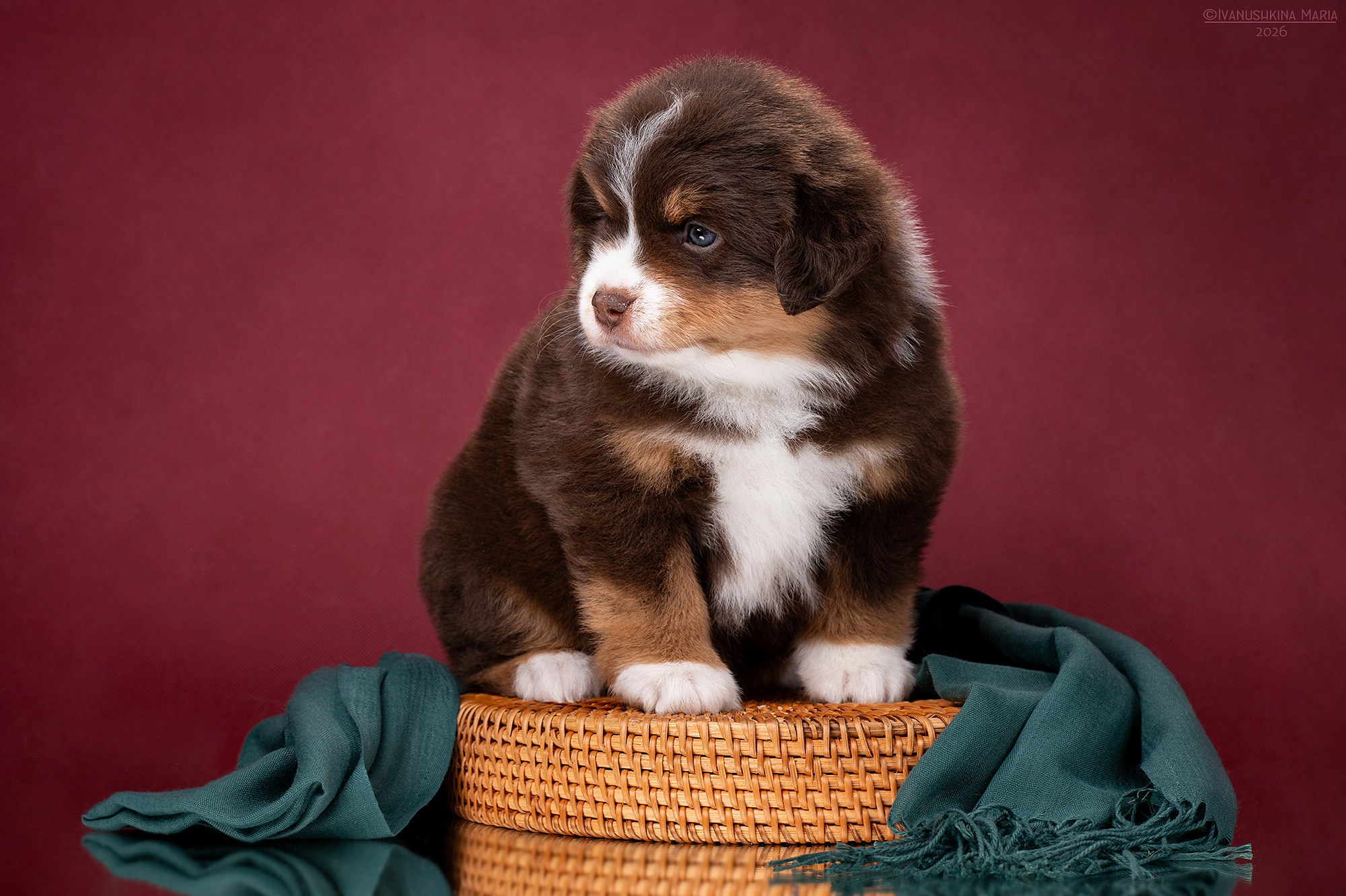 Фотосессия щенков на фонах. Фотограф собак в Москве и Московской области Иванушкина Мария